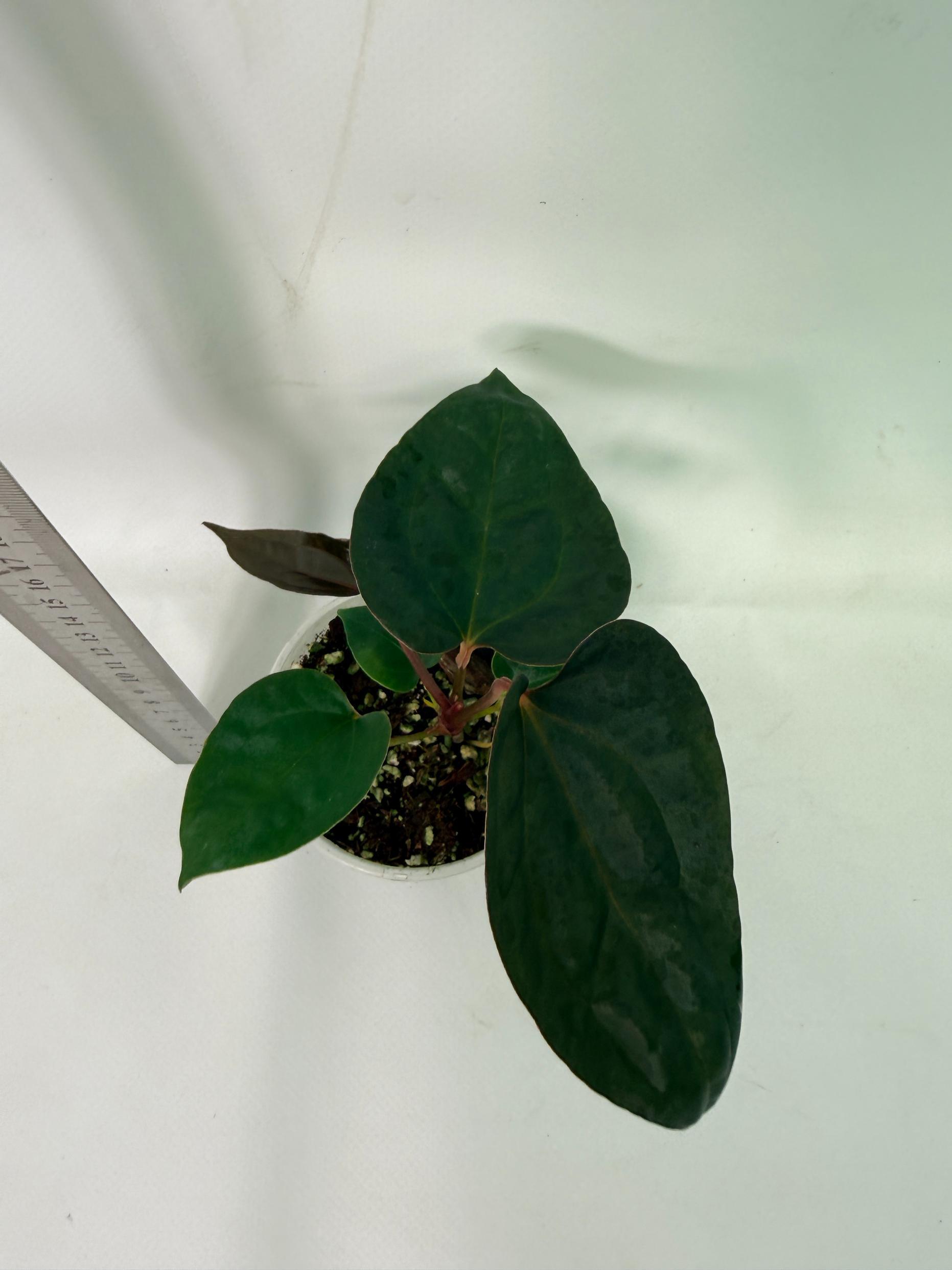 Anthurium Red Vein Dark Phoenix x Red Vein Dark Sweetheart 11