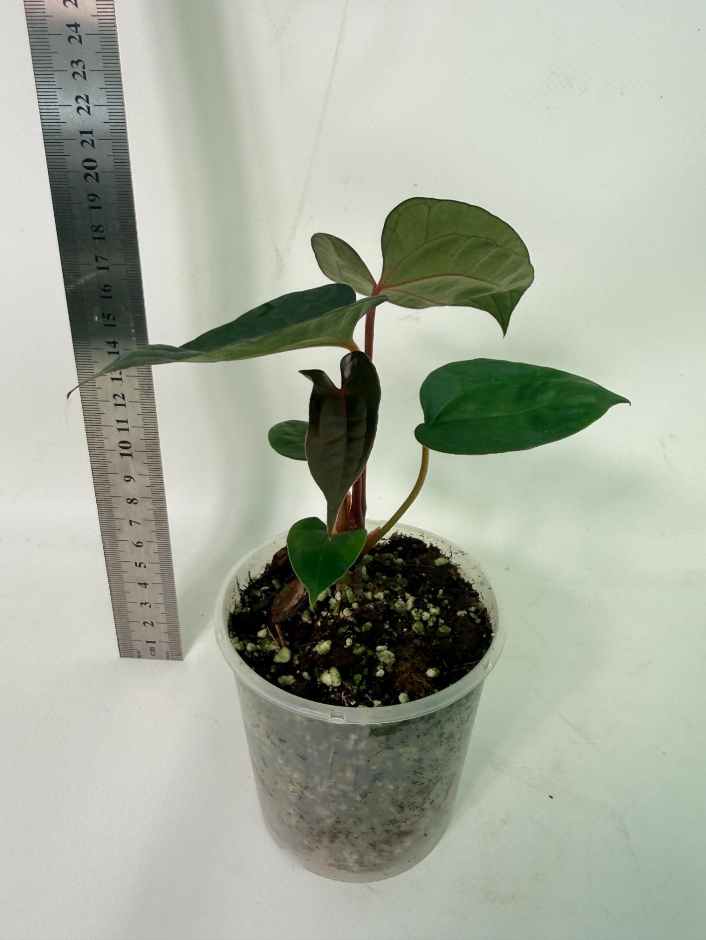 Anthurium Red Vein Dark Phoenix x Red Vein Dark Sweetheart 6