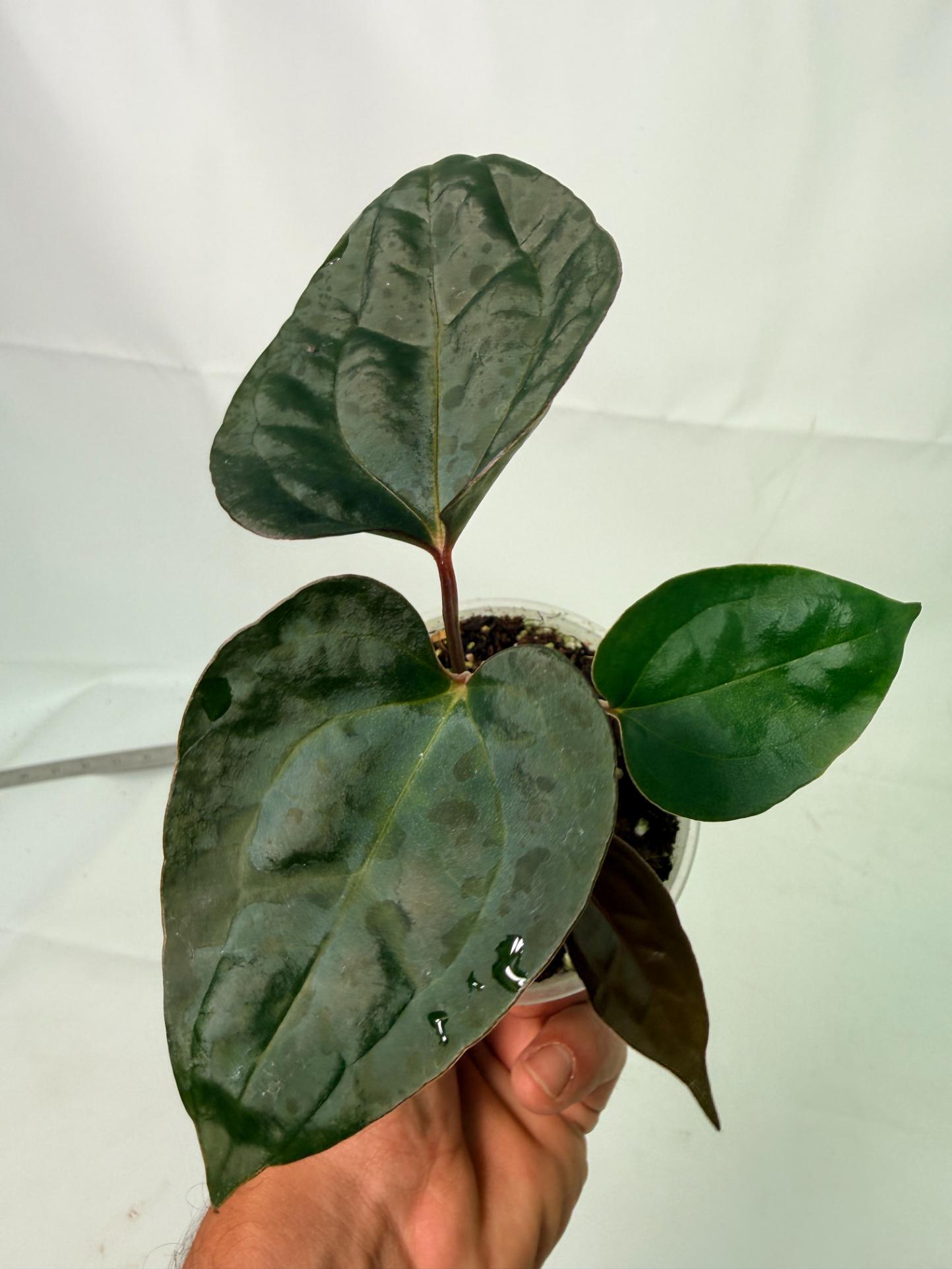 Anthurium Red Vein Dark Phoenix x Red Vein Dark Sweetheart 7
