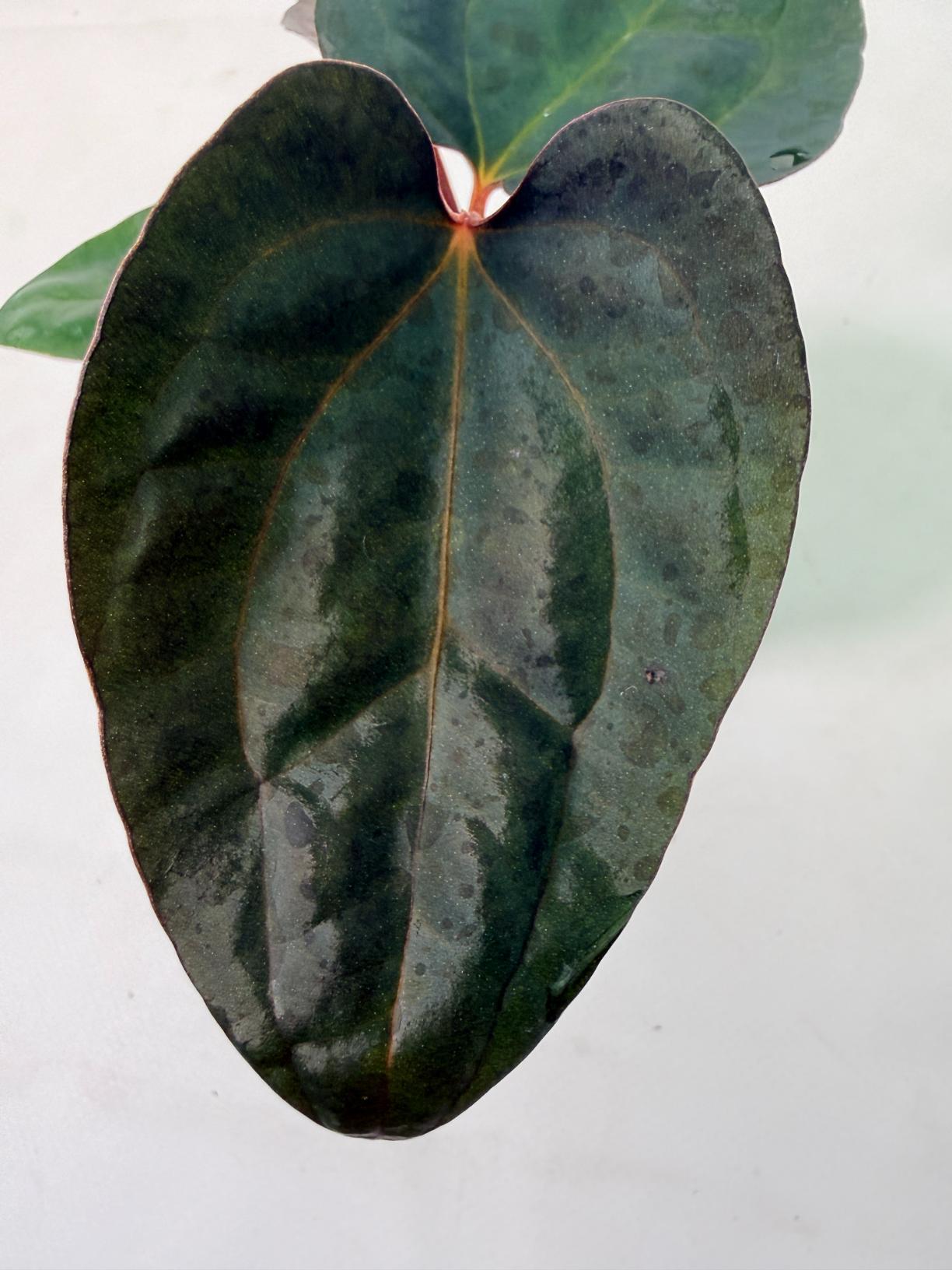 Anthurium Red Vein Dark Phoenix x Red Vein Dark Sweetheart 4