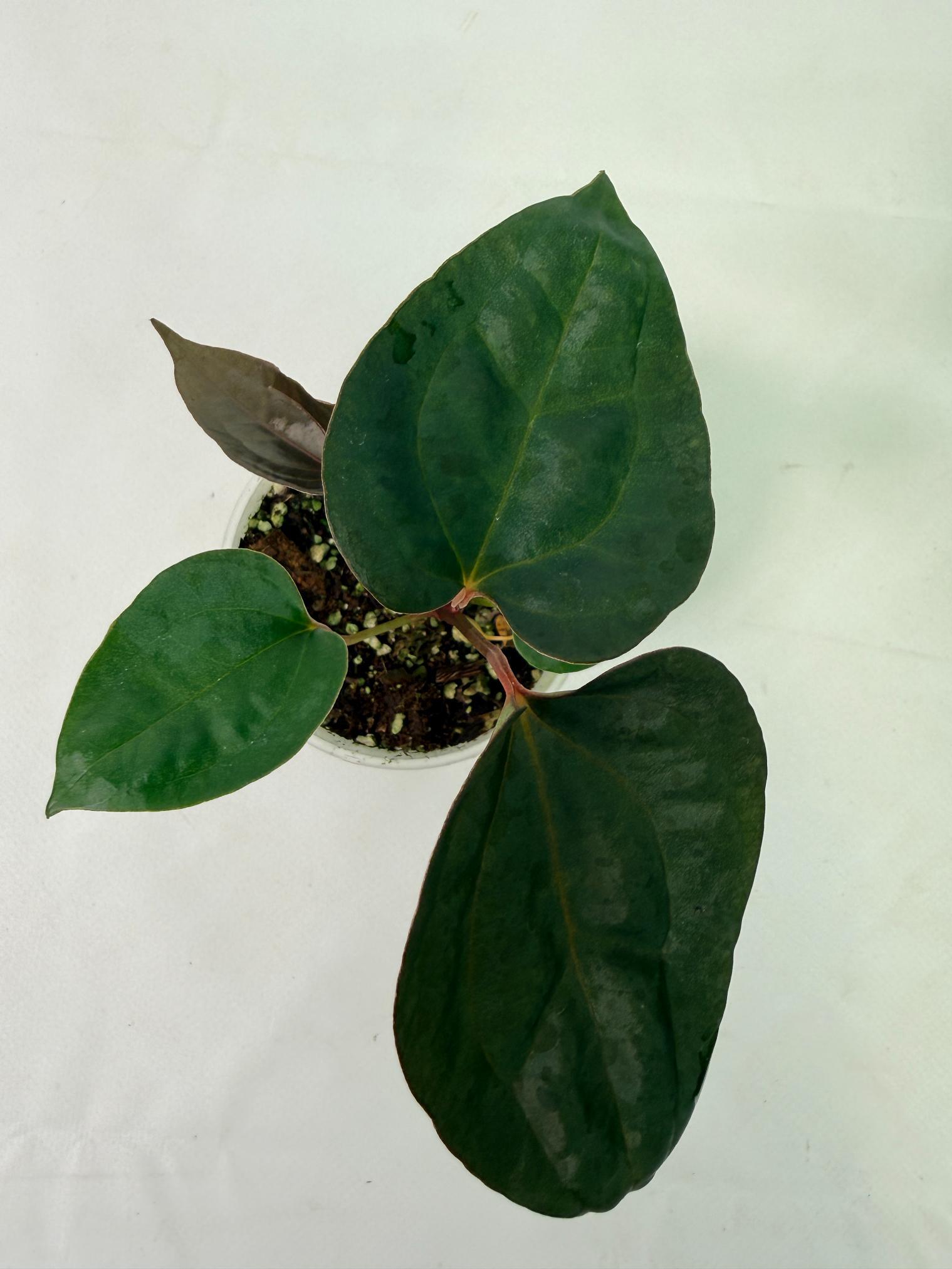 Anthurium Red Vein Dark Phoenix x Red Vein Dark Sweetheart 8