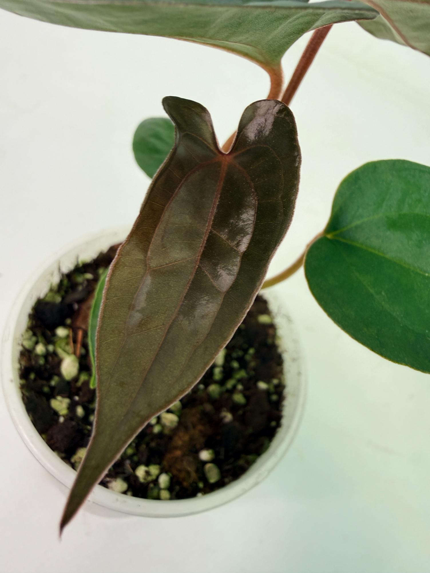 Anthurium Red Vein Dark Phoenix x Red Vein Dark Sweetheart 3