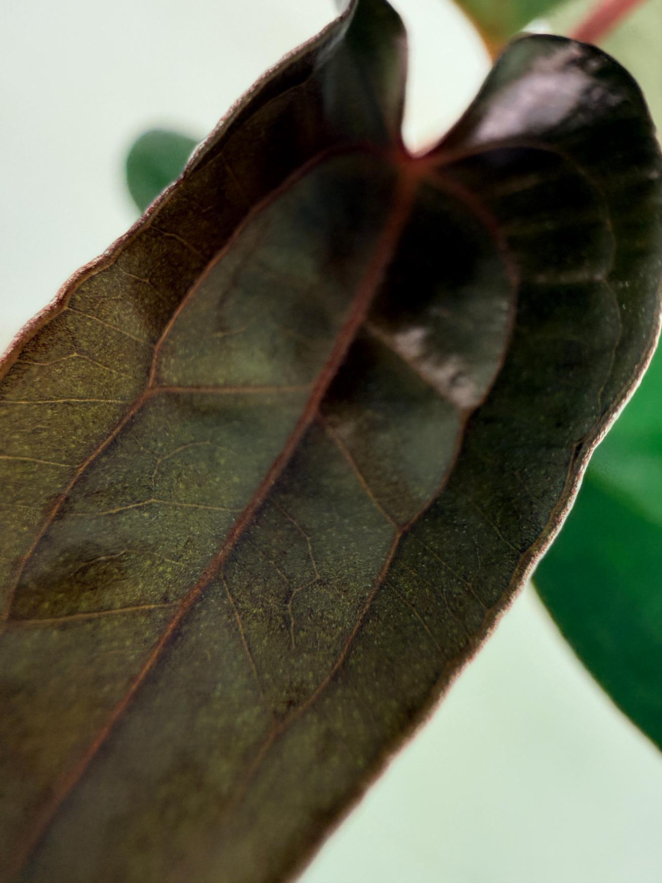 Anthurium Red Vein Dark Phoenix x Red Vein Dark Sweetheart 1