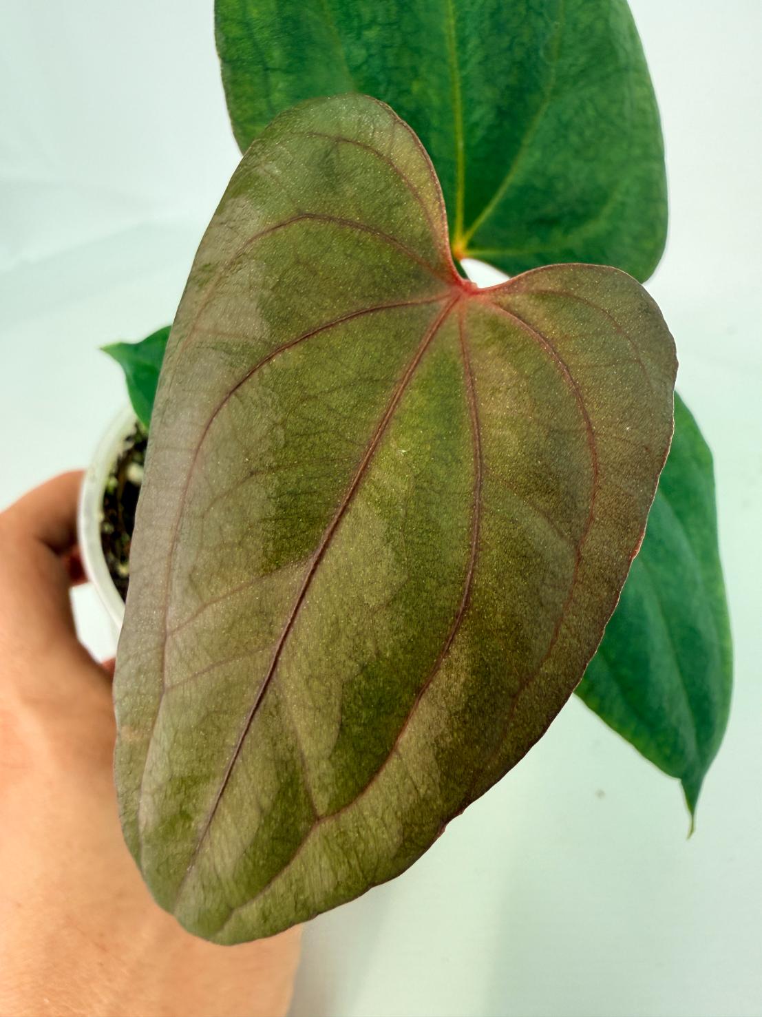 Anthurium_Red_Vein_Dark_Phoenix_x_Red_Vein_Dark-Sweetheart_08