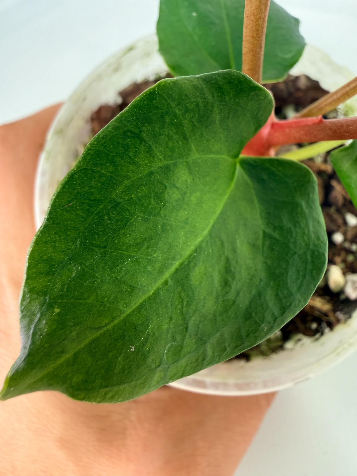 Anthurium_Red_Vein_Dark_Phoenix_x_Red_Vein_Dark-Sweetheart_09