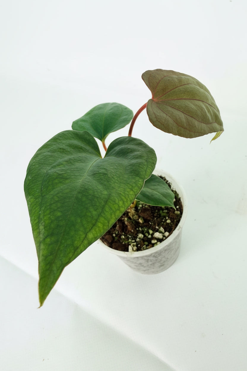 Anthurium_Red_Vein_Dark_Phoenix_x_Red_Vein_Dark-Sweetheart_01
