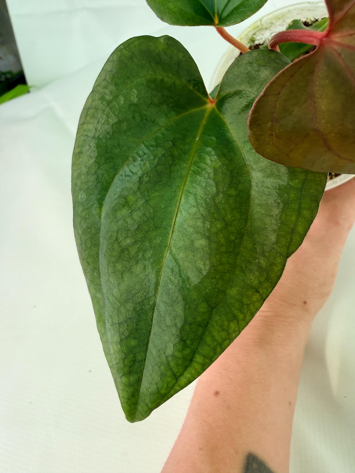 Anthurium_Red_Vein_Dark_Phoenix_x_Red_Vein_Dark-Sweetheart_02
