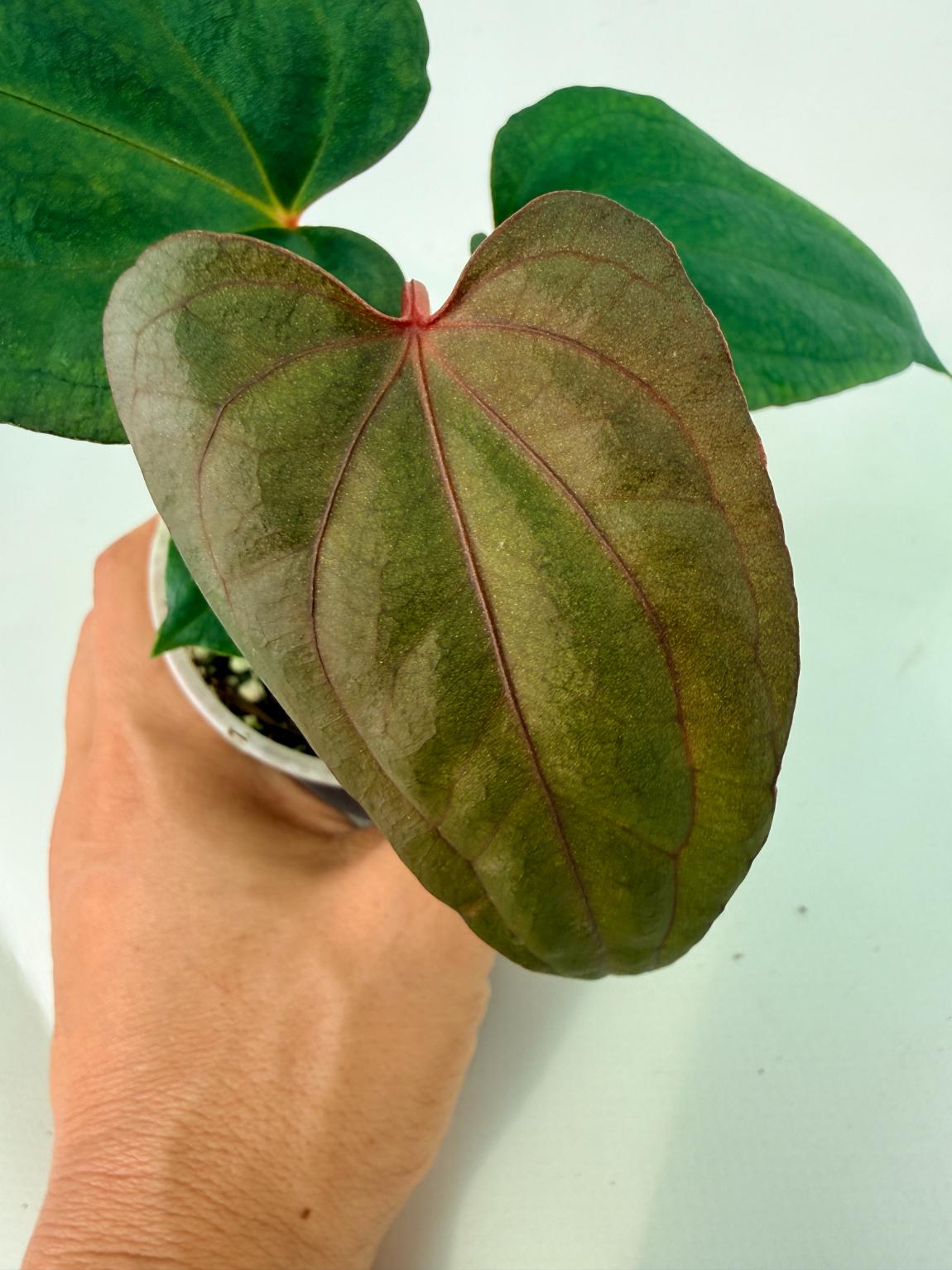 Anthurium_Red_Vein_Dark_Phoenix_x_Red_Vein_Dark-Sweetheart_03