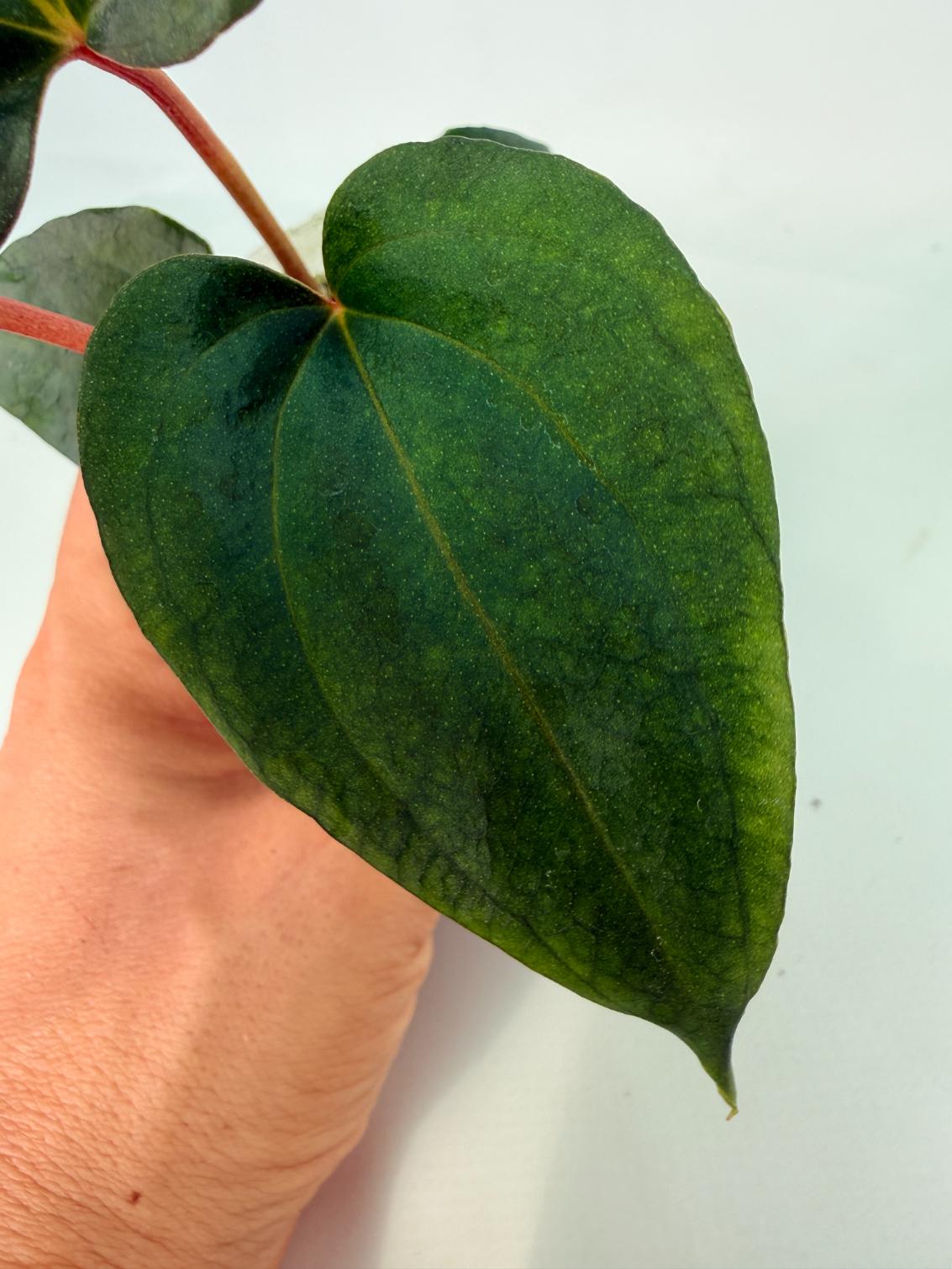 Anthurium_Red_Vein_Dark_Phoenix_x_Red_Vein_Dark-Sweetheart_04