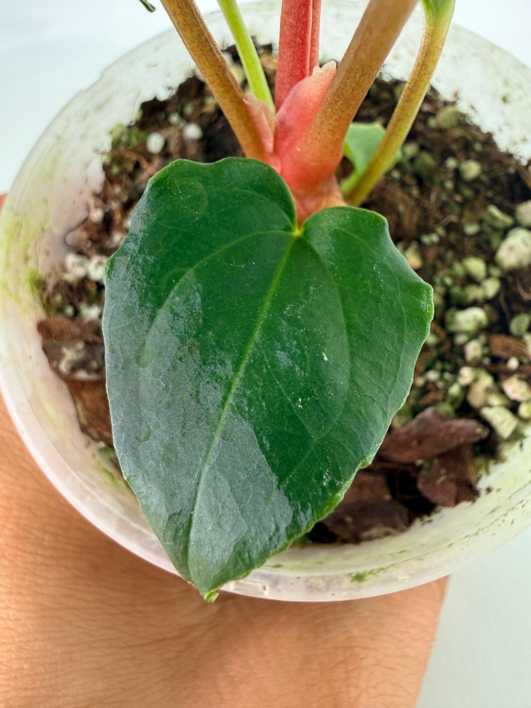 Anthurium_Red_Vein_Dark_Phoenix_x_Red_Vein_Dark-Sweetheart_05