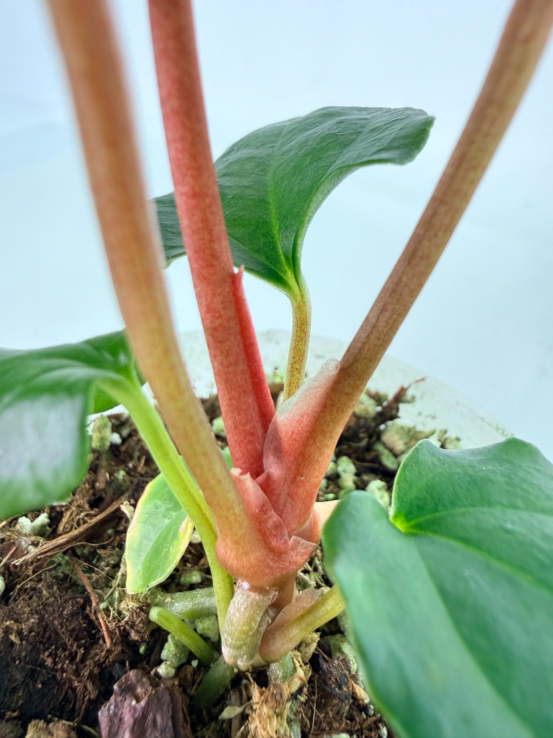 Anthurium_Red_Vein_Dark_Phoenix_x_Red_Vein_Dark-Sweetheart_06