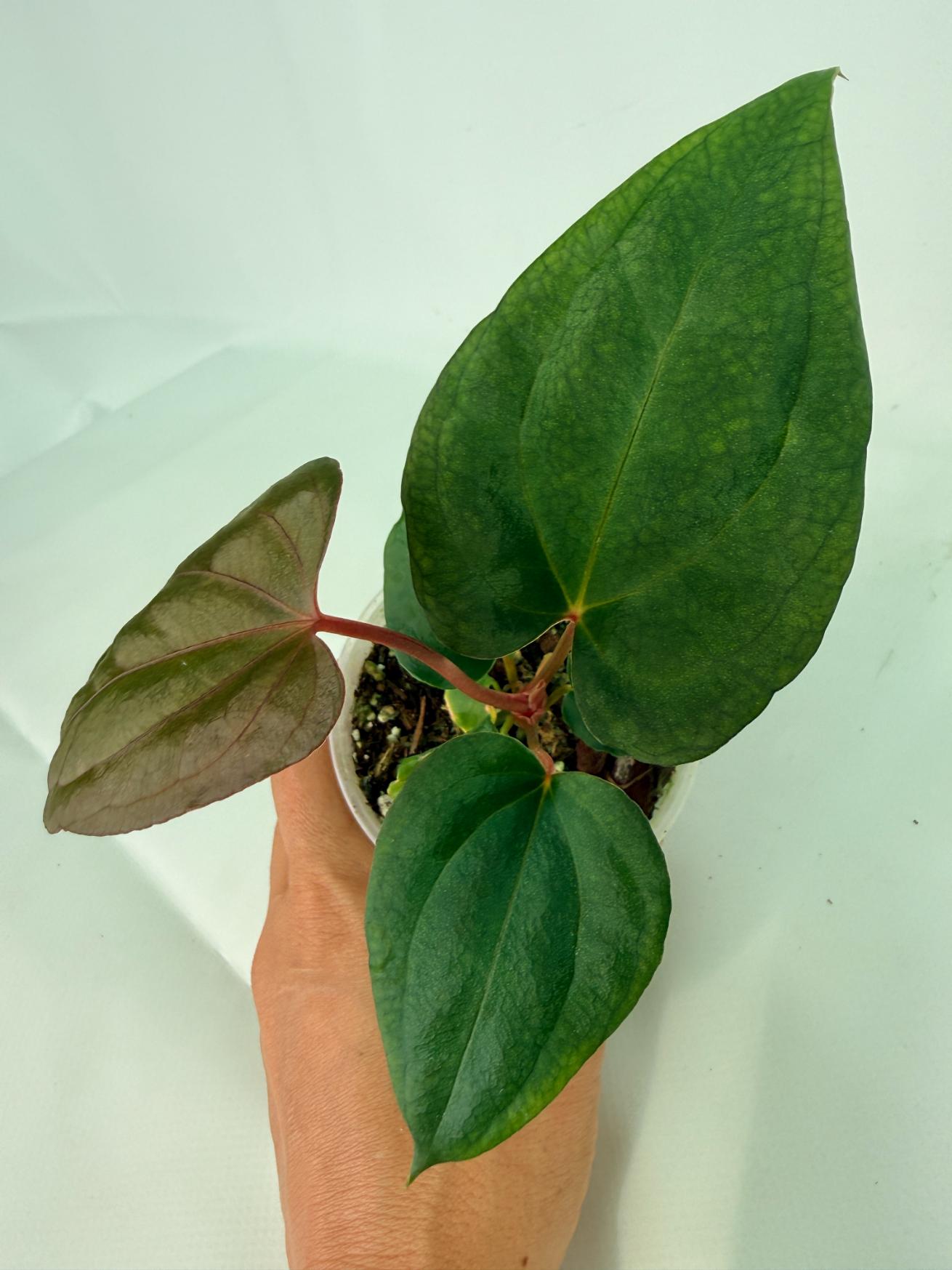 Anthurium_Red_Vein_Dark_Phoenix_x_Red_Vein_Dark-Sweetheart_07