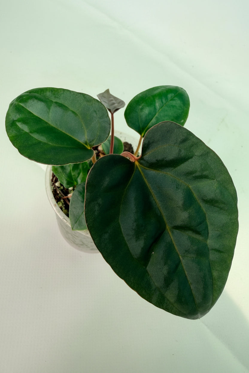 Anthurium_Red_Vein_Dark_Phoenix_x_Red_Vein_Dark-Sweetheart_08