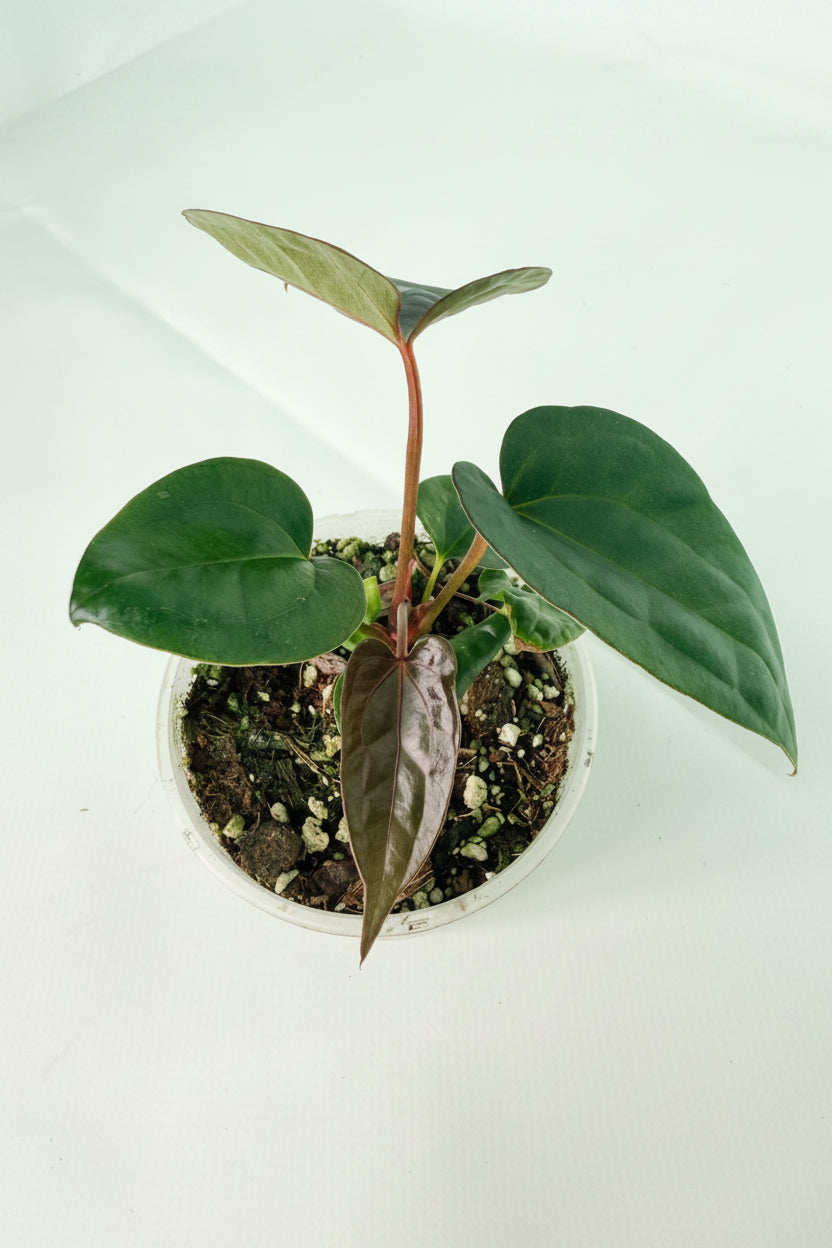 Anthurium_Red_Vein_Dark_Phoenix_x_Red_Vein_Dark-Sweetheart_09