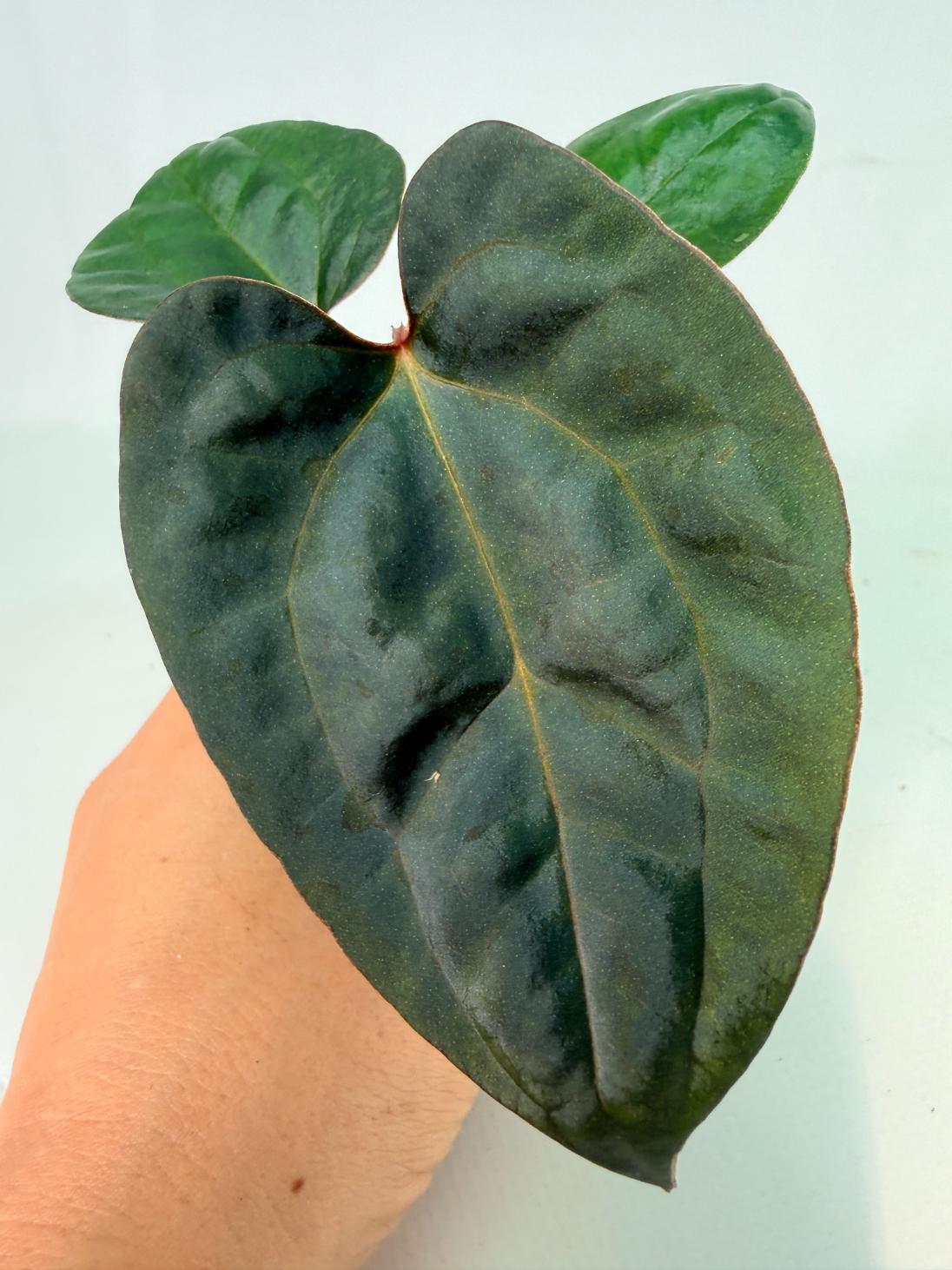 Anthurium_Red_Vein_Dark_Phoenix_x_Red_Vein_Dark-Sweetheart_01