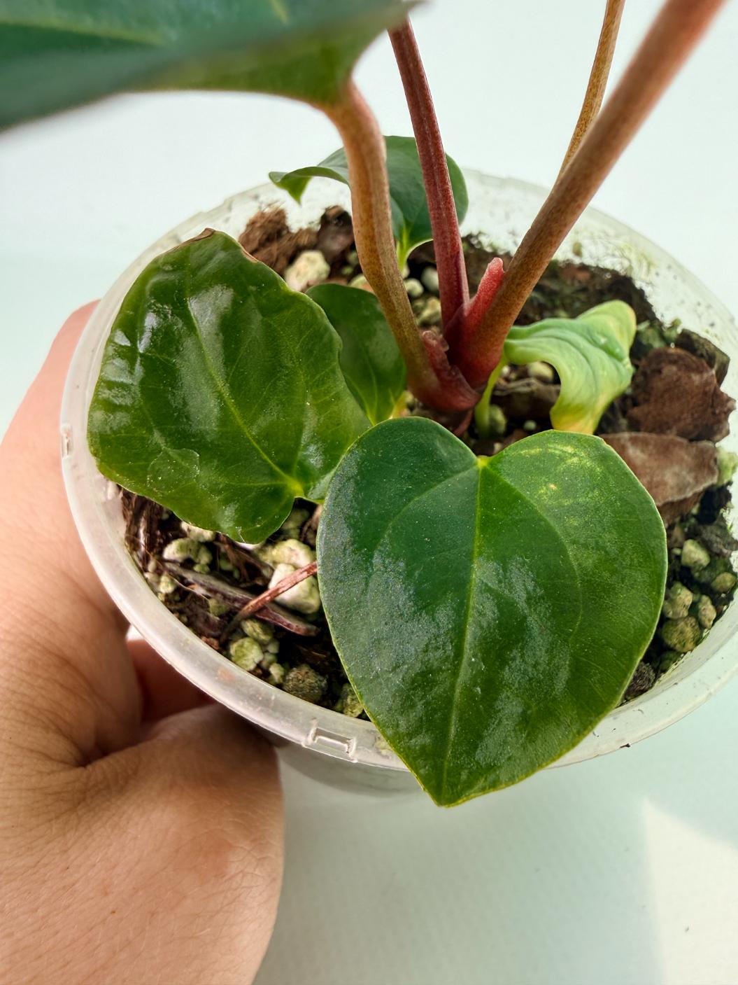 Anthurium_Red_Vein_Dark_Phoenix_x_Red_Vein_Dark-Sweetheart_02