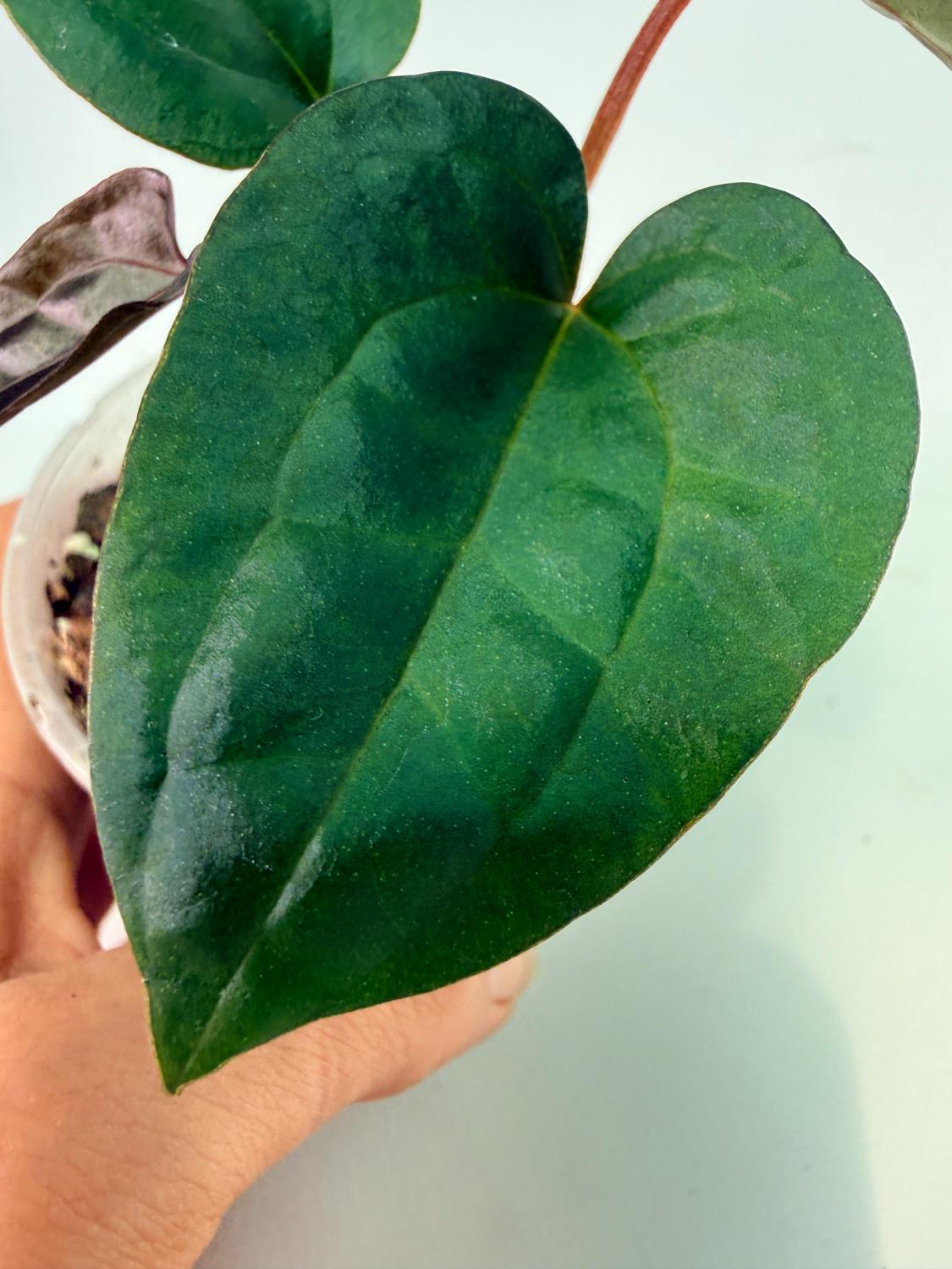 Anthurium_Red_Vein_Dark_Phoenix_x_Red_Vein_Dark-Sweetheart_03