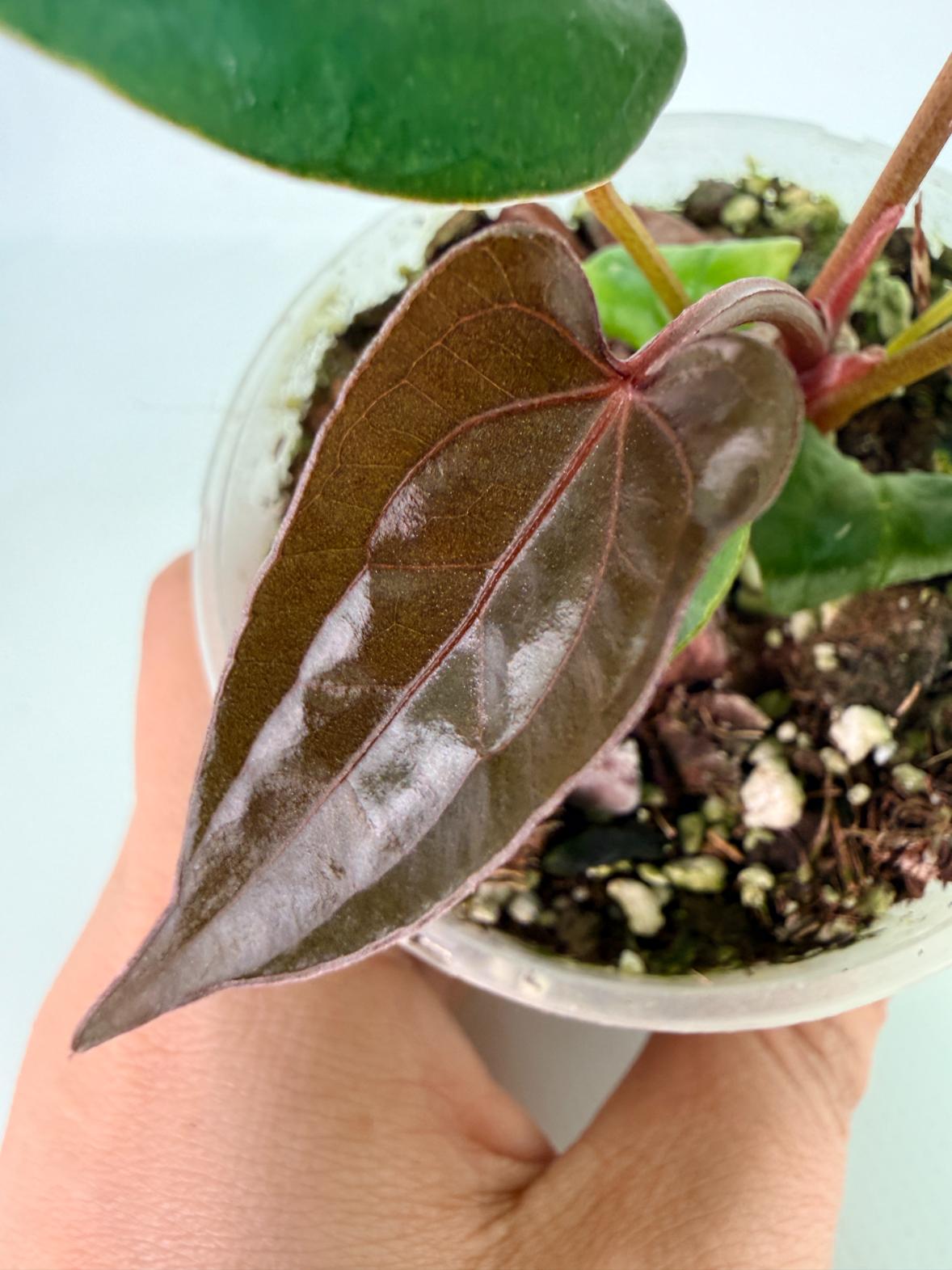 Anthurium Red Vein Dark Phoenix x Red Vein Dark Sweetheart