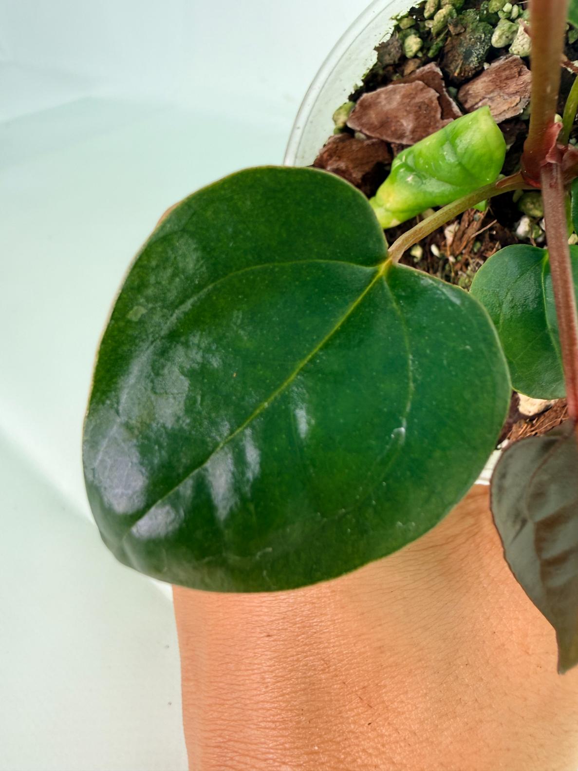 Anthurium_Red_Vein_Dark_Phoenix_x_Red_Vein_Dark-Sweetheart_05