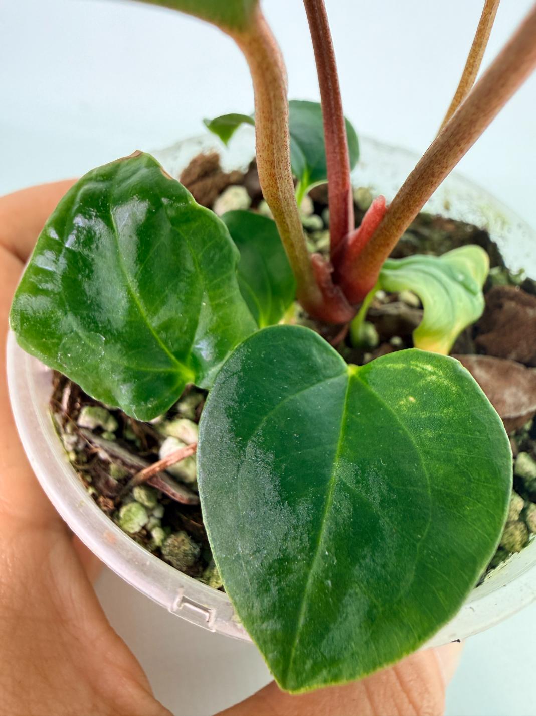 Anthurium_Red_Vein_Dark_Phoenix_x_Red_Vein_Dark-Sweetheart_06