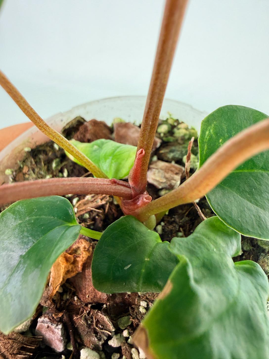 Anthurium_Red_Vein_Dark_Phoenix_x_Red_Vein_Dark-Sweetheart_07
