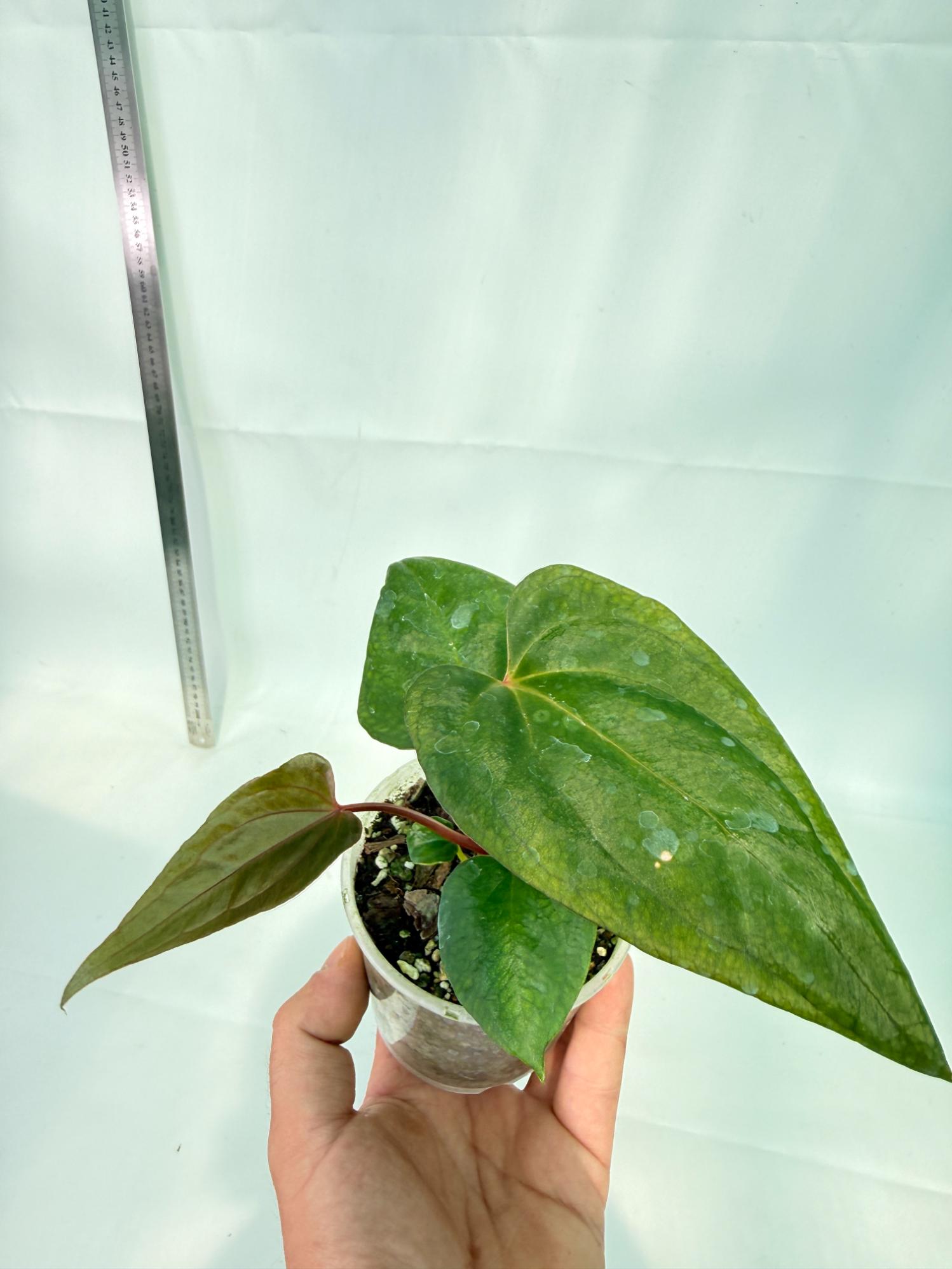 Anthurium Red Vein Dark Phoenix x Red Vein Dark Sweetheart 6