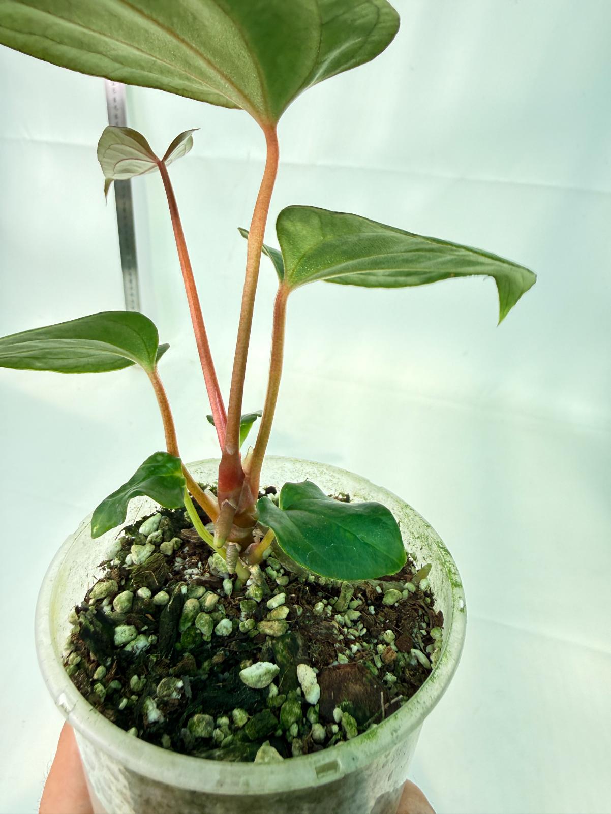 Anthurium Red Vein Dark Phoenix x Red Vein Dark Sweetheart 9