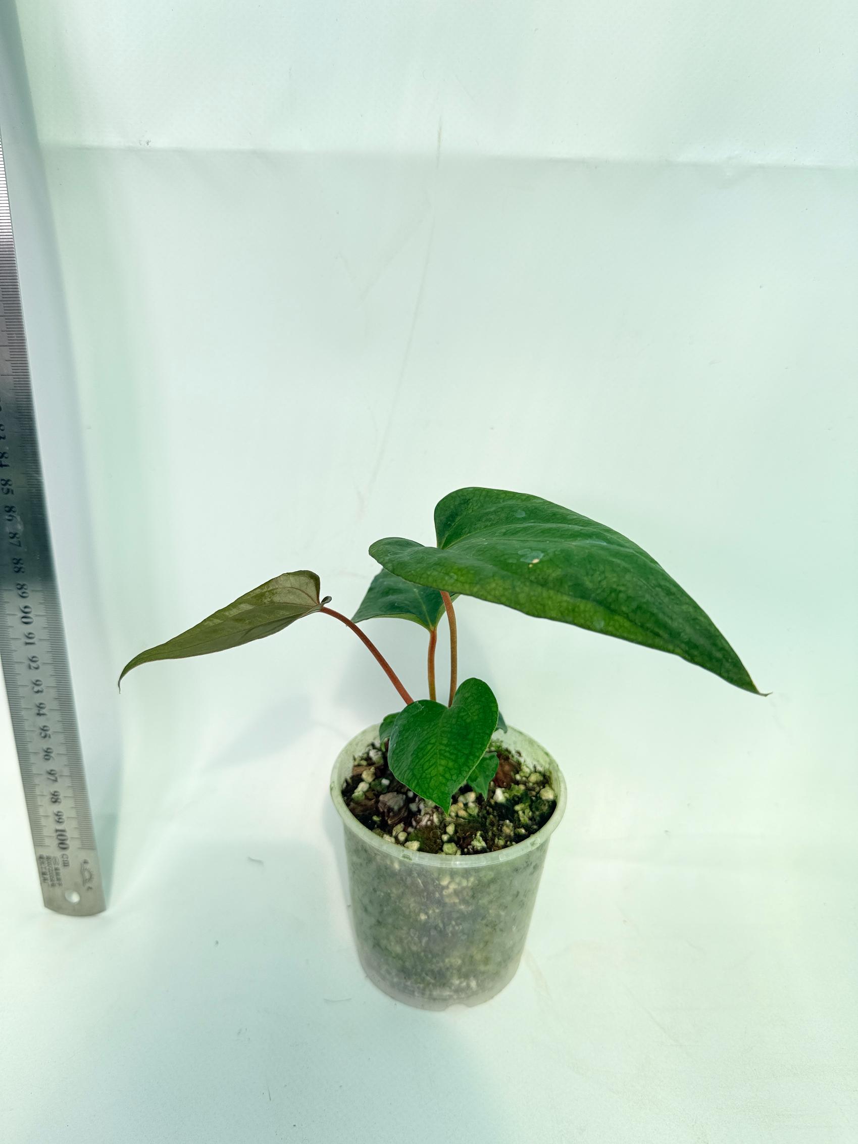 Anthurium Red Vein Dark Phoenix x Red Vein Dark Sweetheart 4
