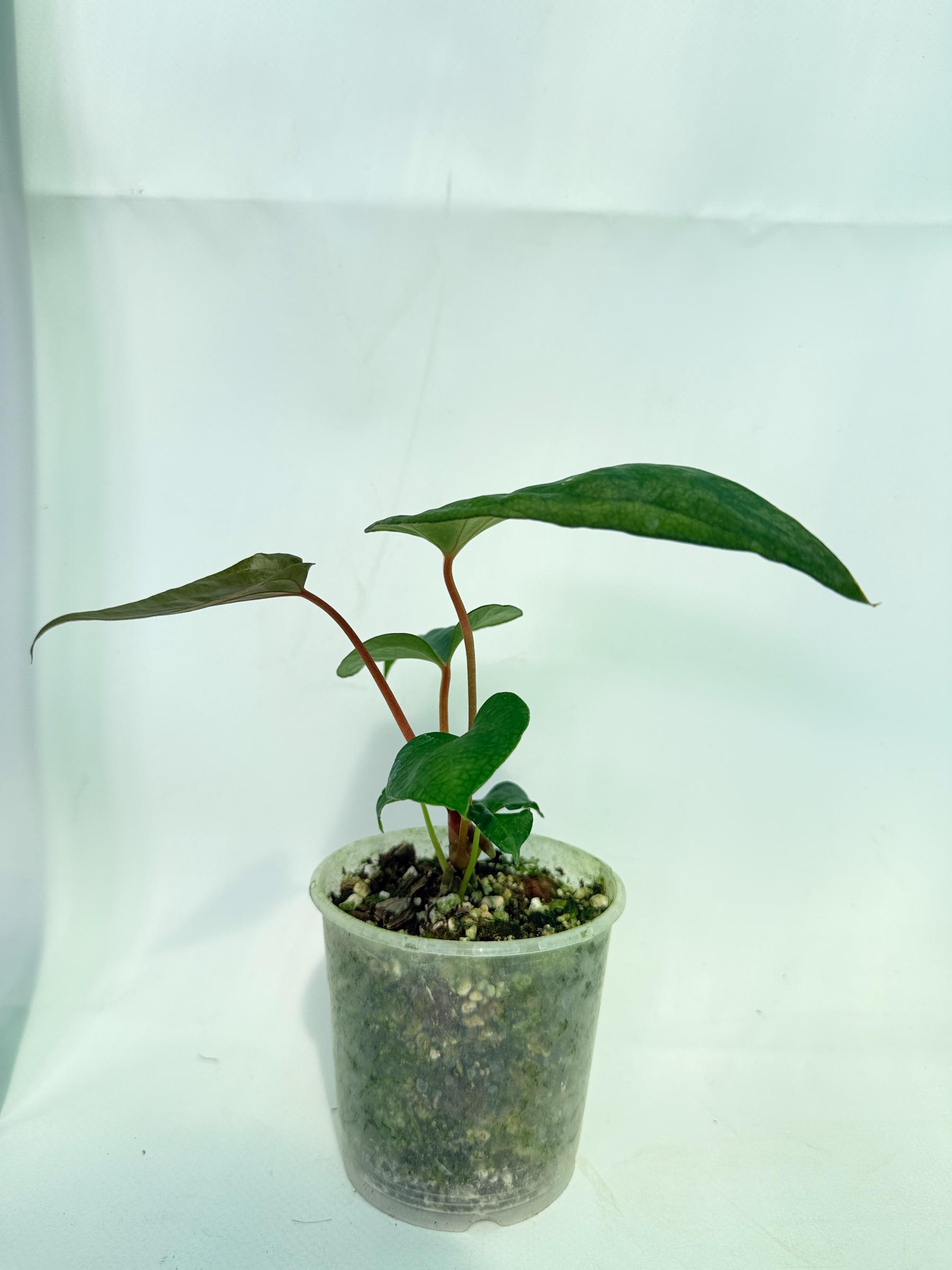 Anthurium Red Vein Dark Phoenix x Red Vein Dark Sweetheart 3