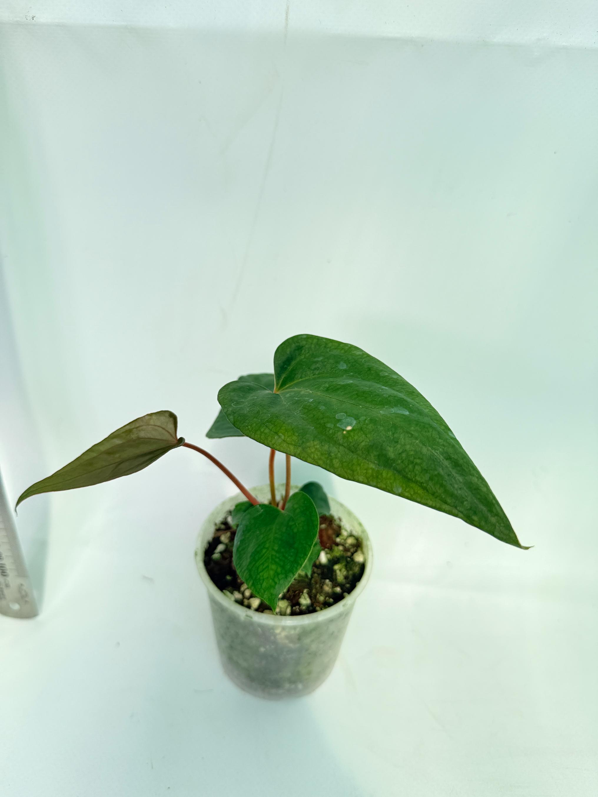 Anthurium Red Vein Dark Phoenix x Red Vein Dark Sweetheart 7