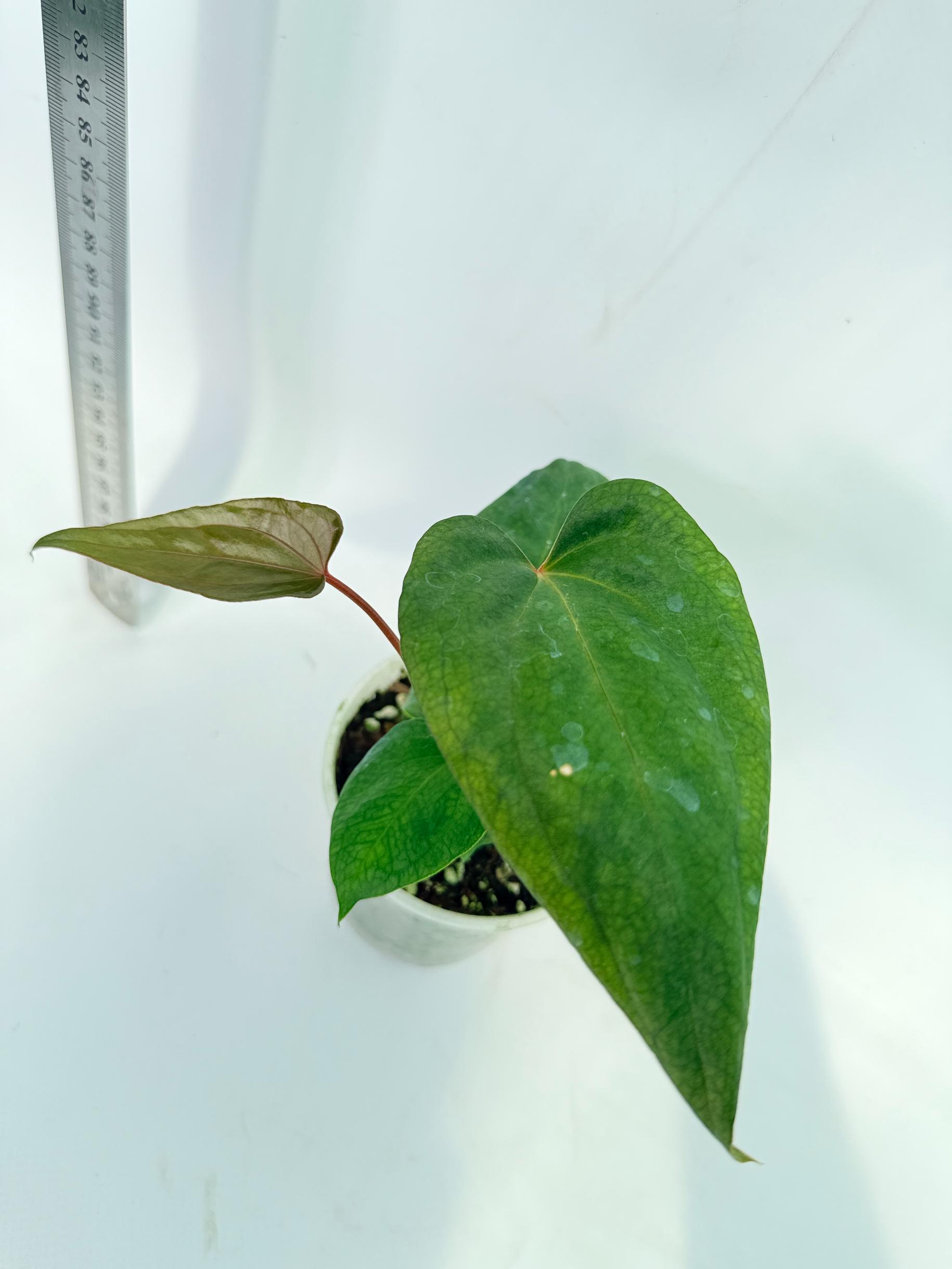 Anthurium Red Vein Dark Phoenix x Red Vein Dark Sweetheart 1