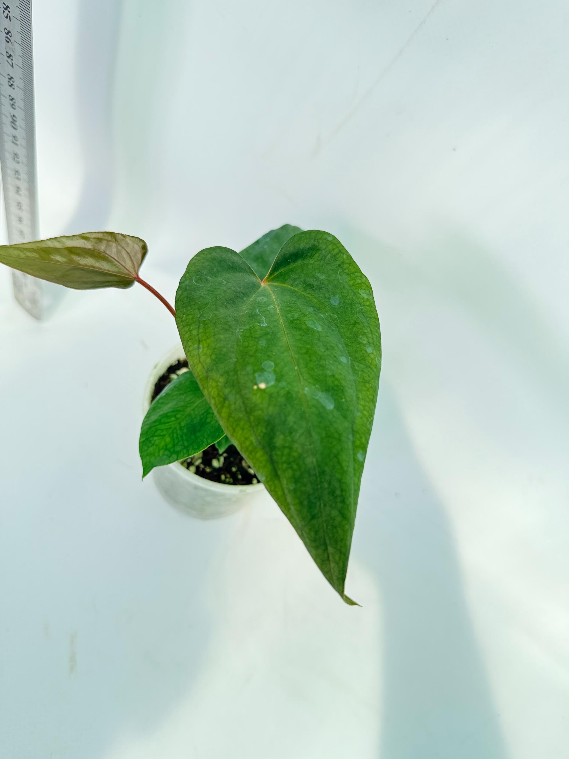 Anthurium Red Vein Dark Phoenix x Red Vein Dark Sweetheart 8