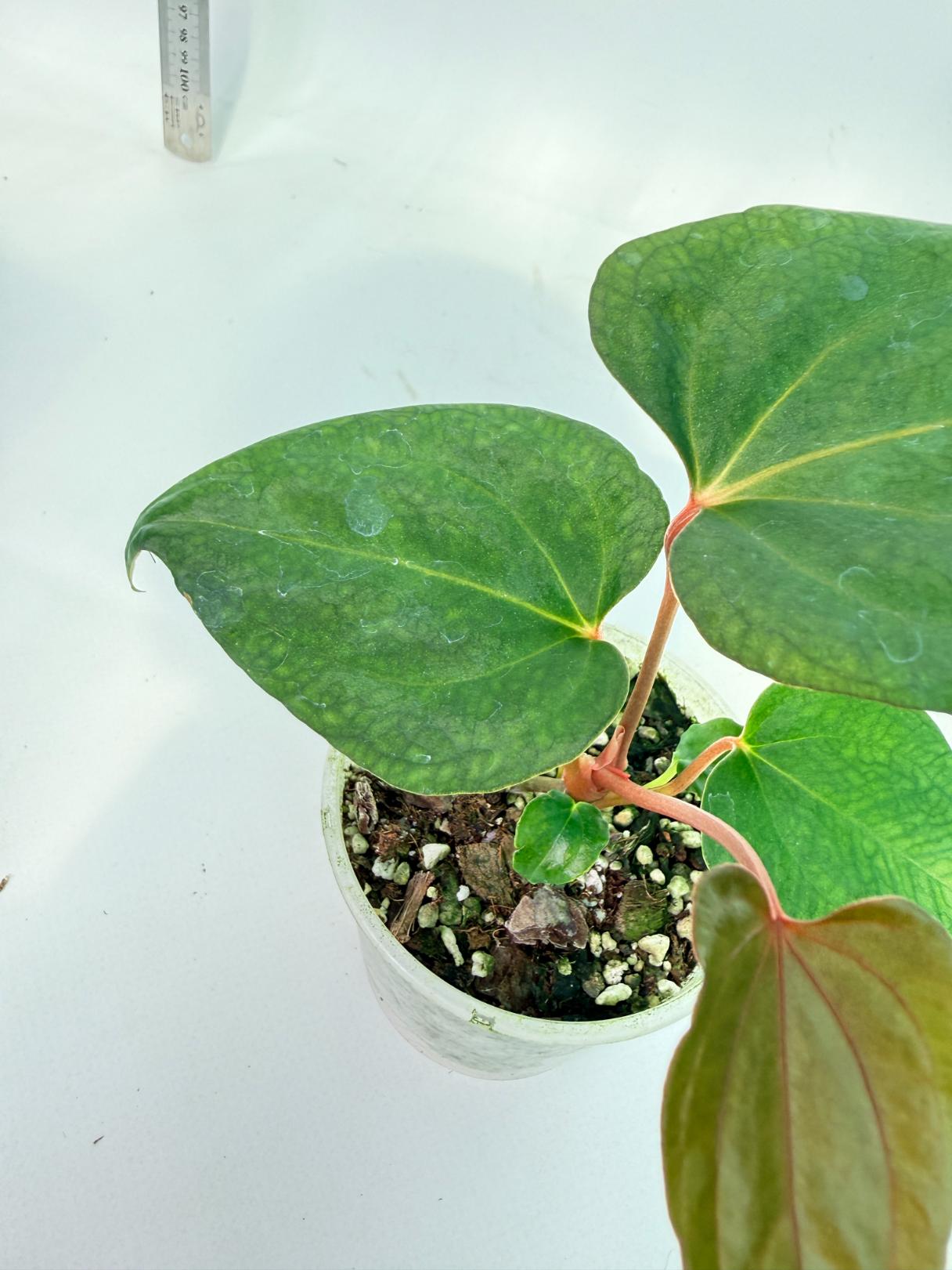 Anthurium Red Vein Dark Phoenix x Red Vein Dark Sweetheart 5