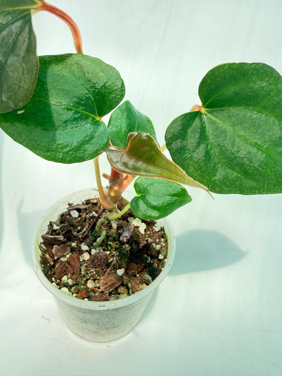 Anthurium Red Vein Dark Phoenix x Red Vein Dark Sweetheart 4