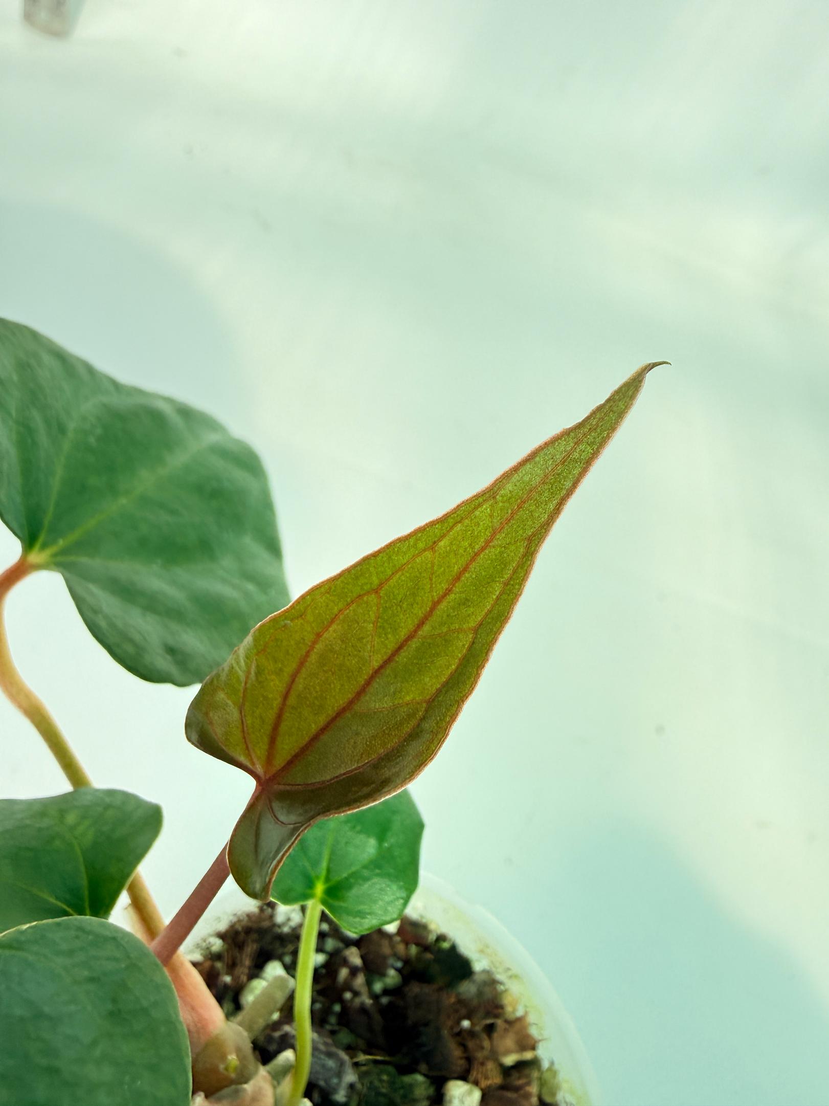 Anthurium Red Vein Dark Phoenix x Red Vein Dark Sweetheart 3