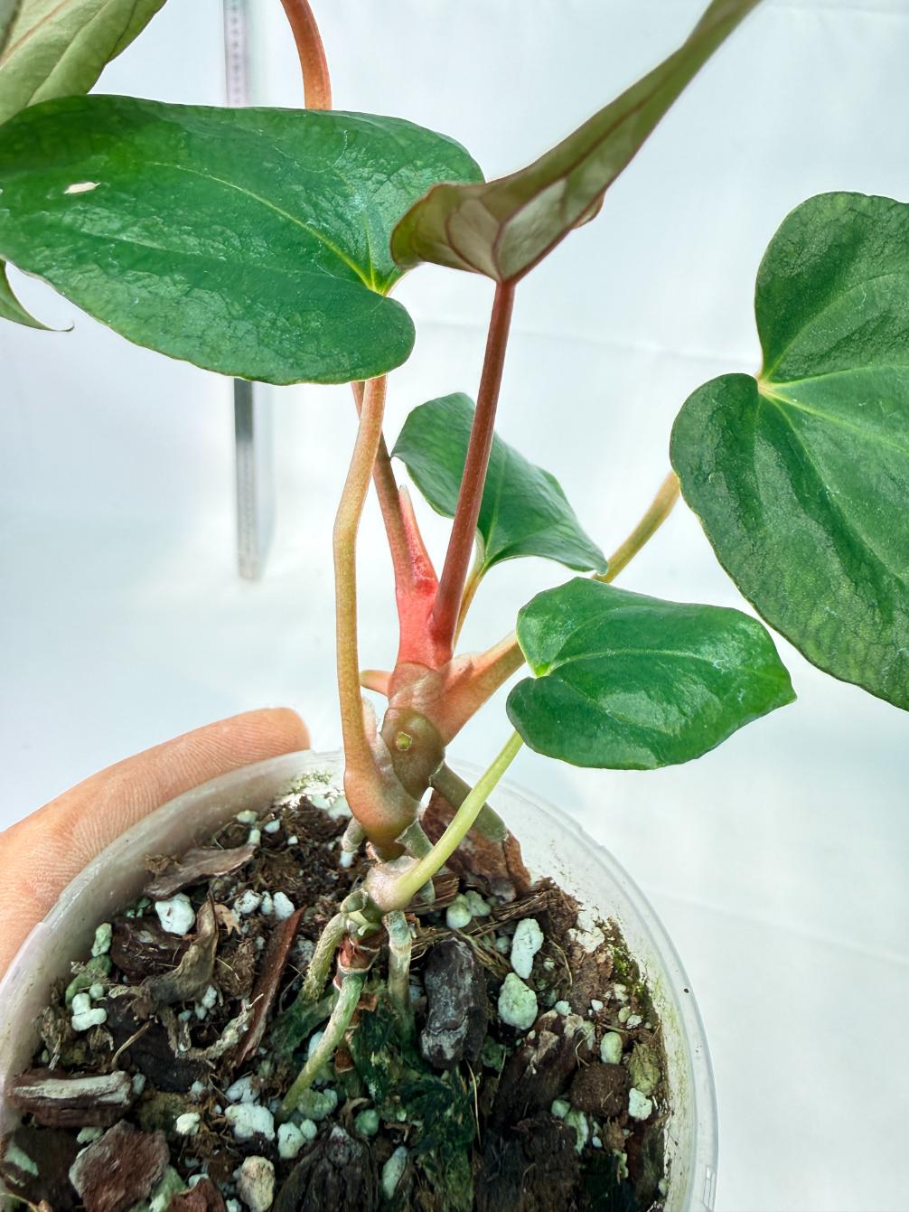 Anthurium Red Vein Dark Phoenix x Red Vein Dark Sweetheart 7
