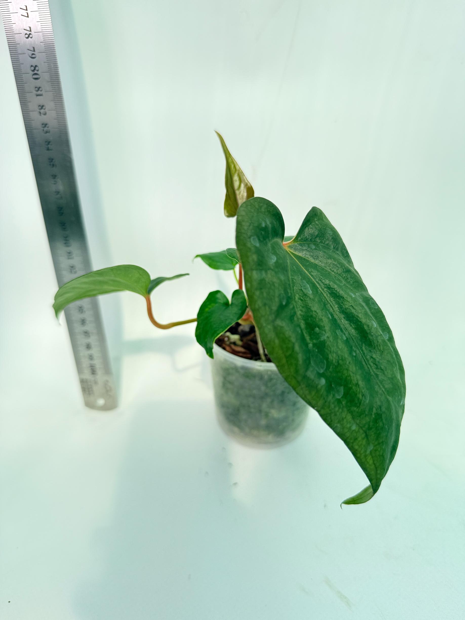 Anthurium Red Vein Dark Phoenix x Red Vein Dark Sweetheart 5