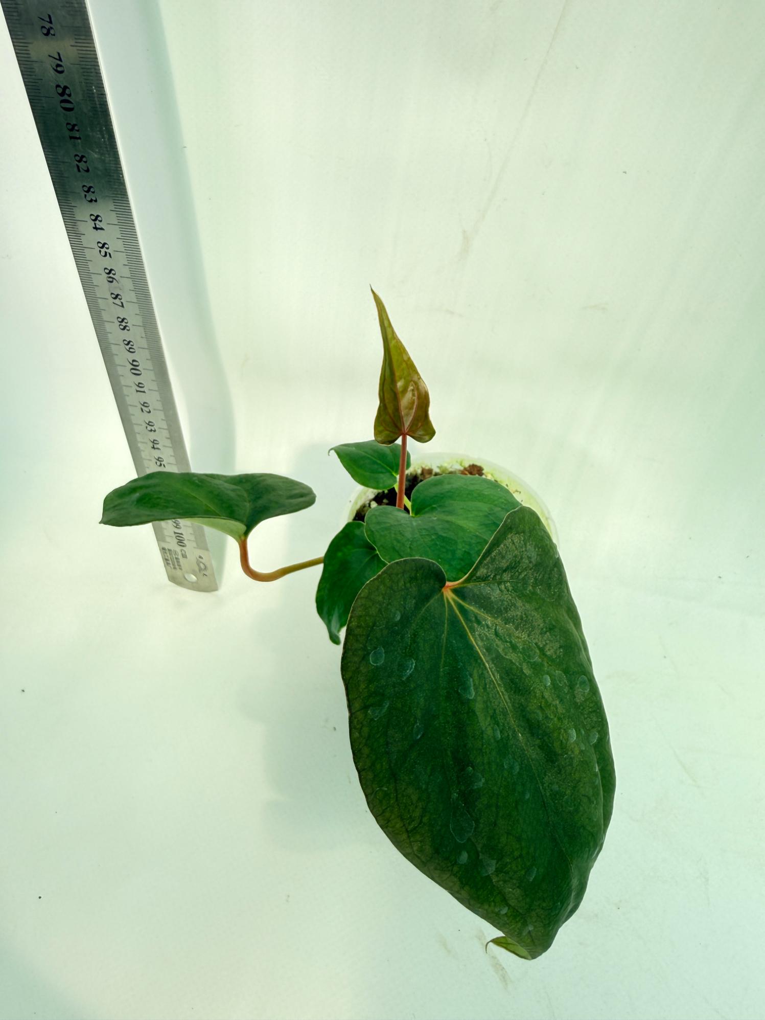 Anthurium Red Vein Dark Phoenix x Red Vein Dark Sweetheart 6