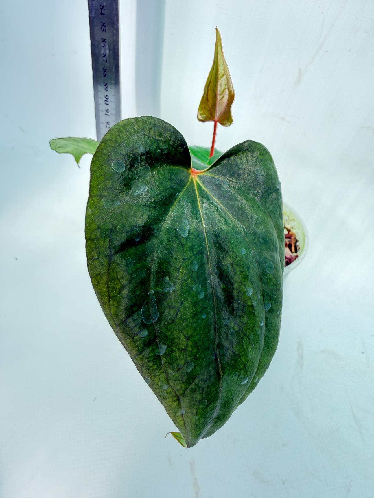 Anthurium Red Vein Dark Phoenix x Red Vein Dark Sweetheart 8