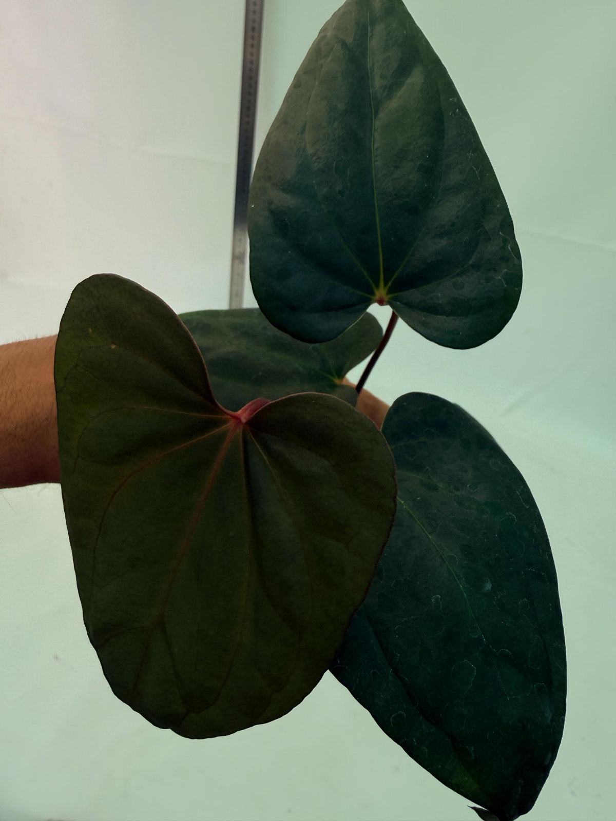 Anthurium Red Vein Dark Phoenix x Red Vein Dark Sweetheart 1