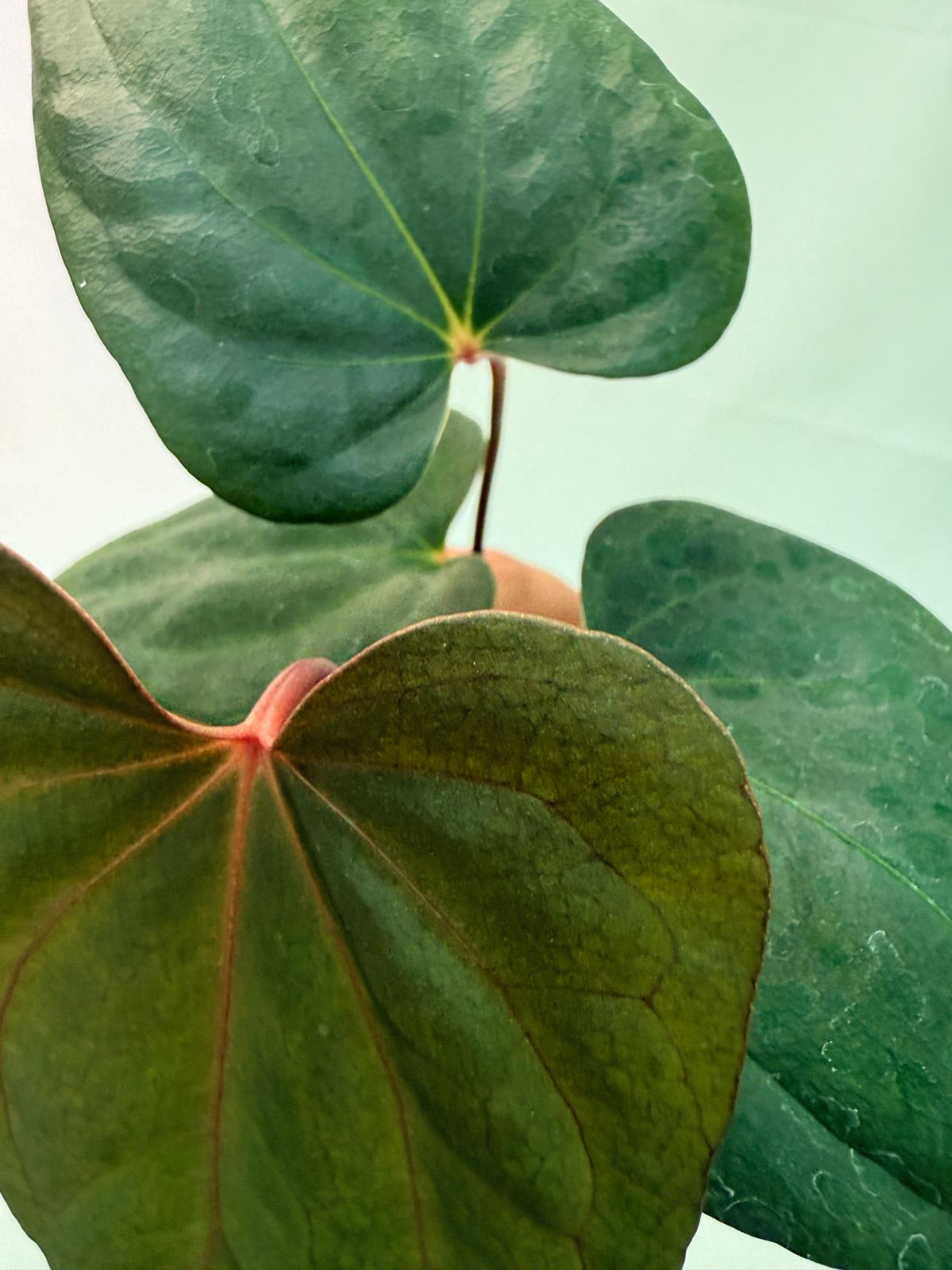 Anthurium Red Vein Dark Phoenix x Red Vein Dark Sweetheart 9