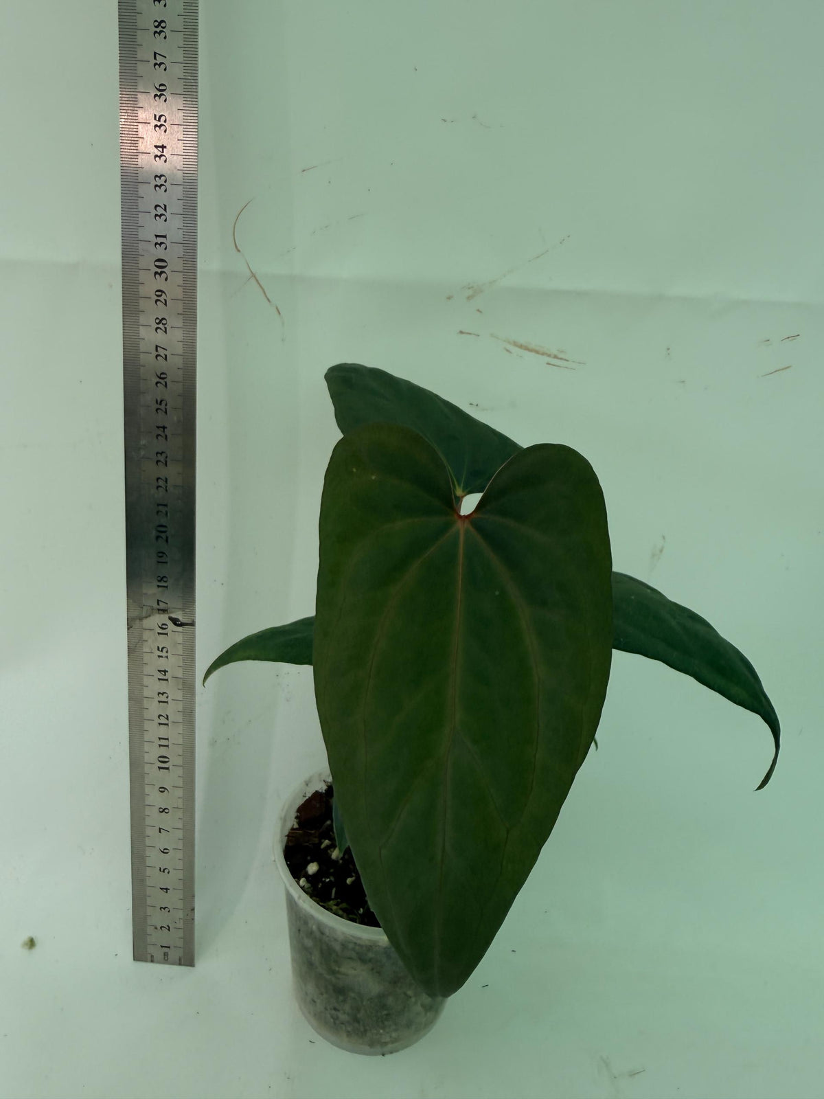 Anthurium Red Vein Dark Phoenix x Red Vein Dark Sweetheart 4