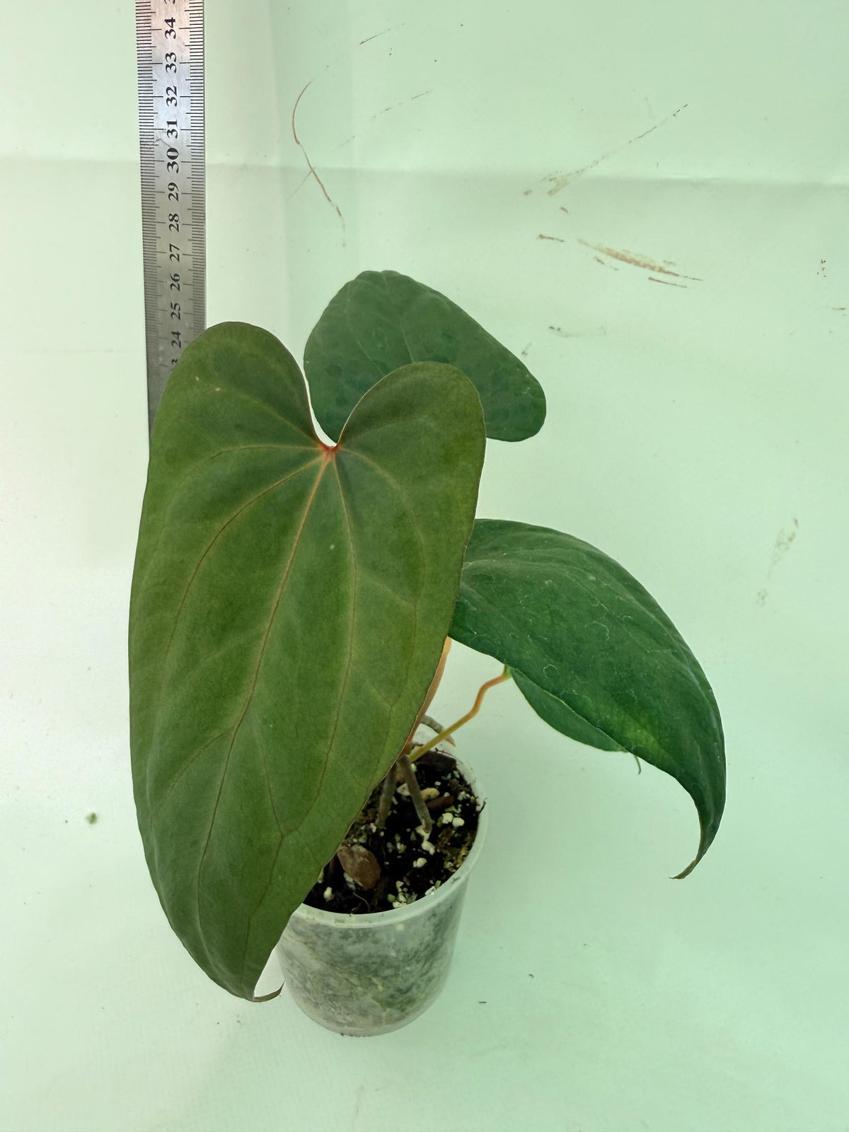 Anthurium Red Vein Dark Phoenix x Red Vein Dark Sweetheart 5
