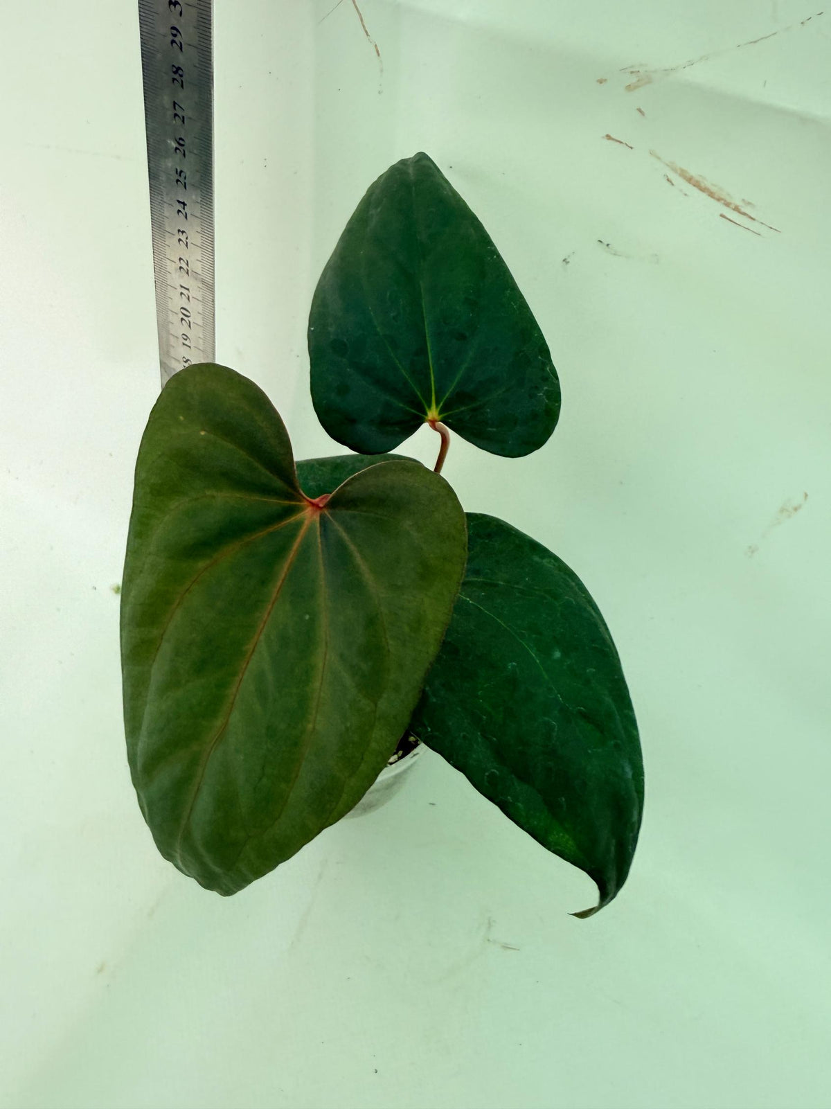 Anthurium Red Vein Dark Phoenix x Red Vein Dark Sweetheart 3
