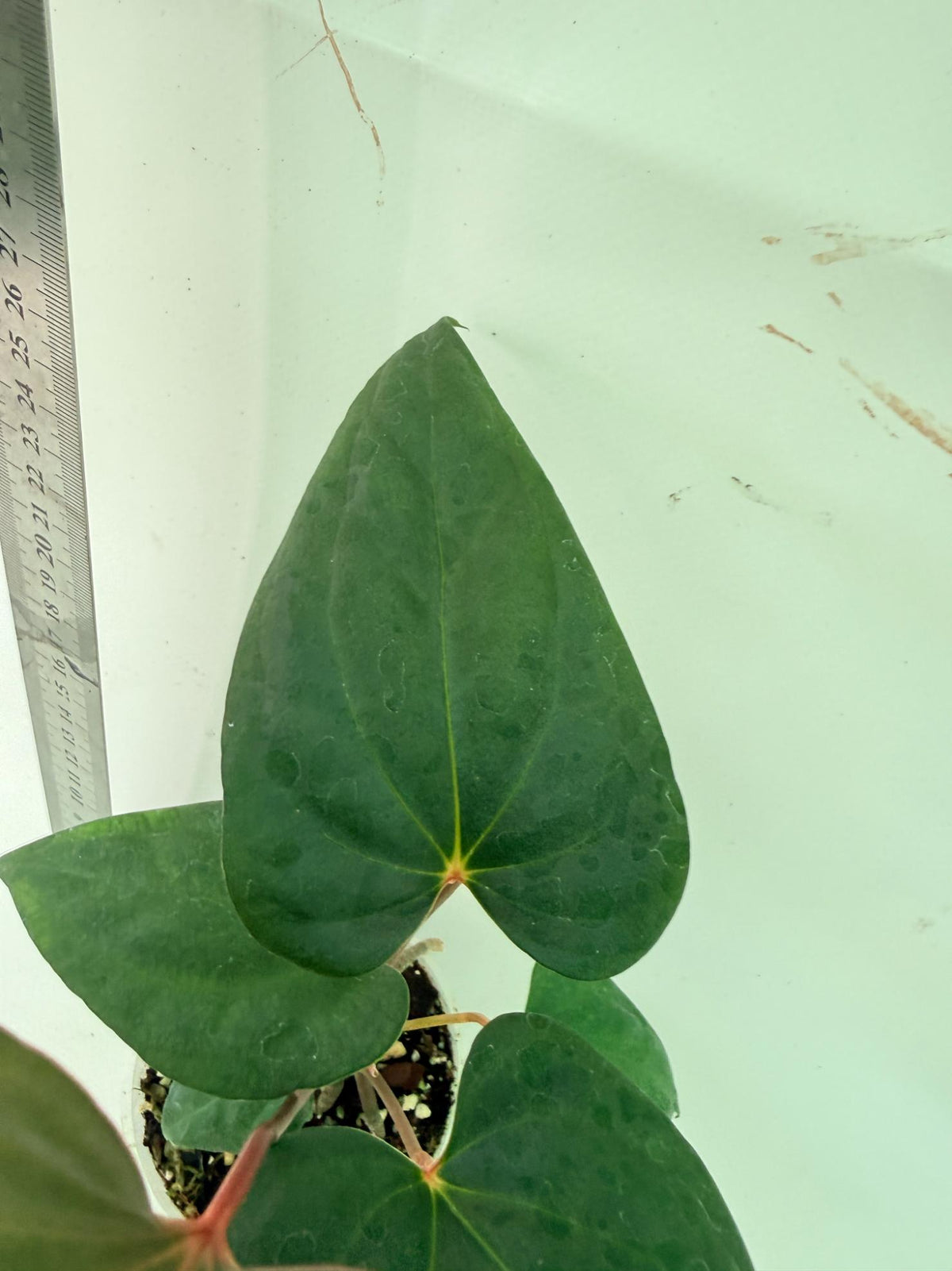 Anthurium Red Vein Dark Phoenix x Red Vein Dark Sweetheart 7