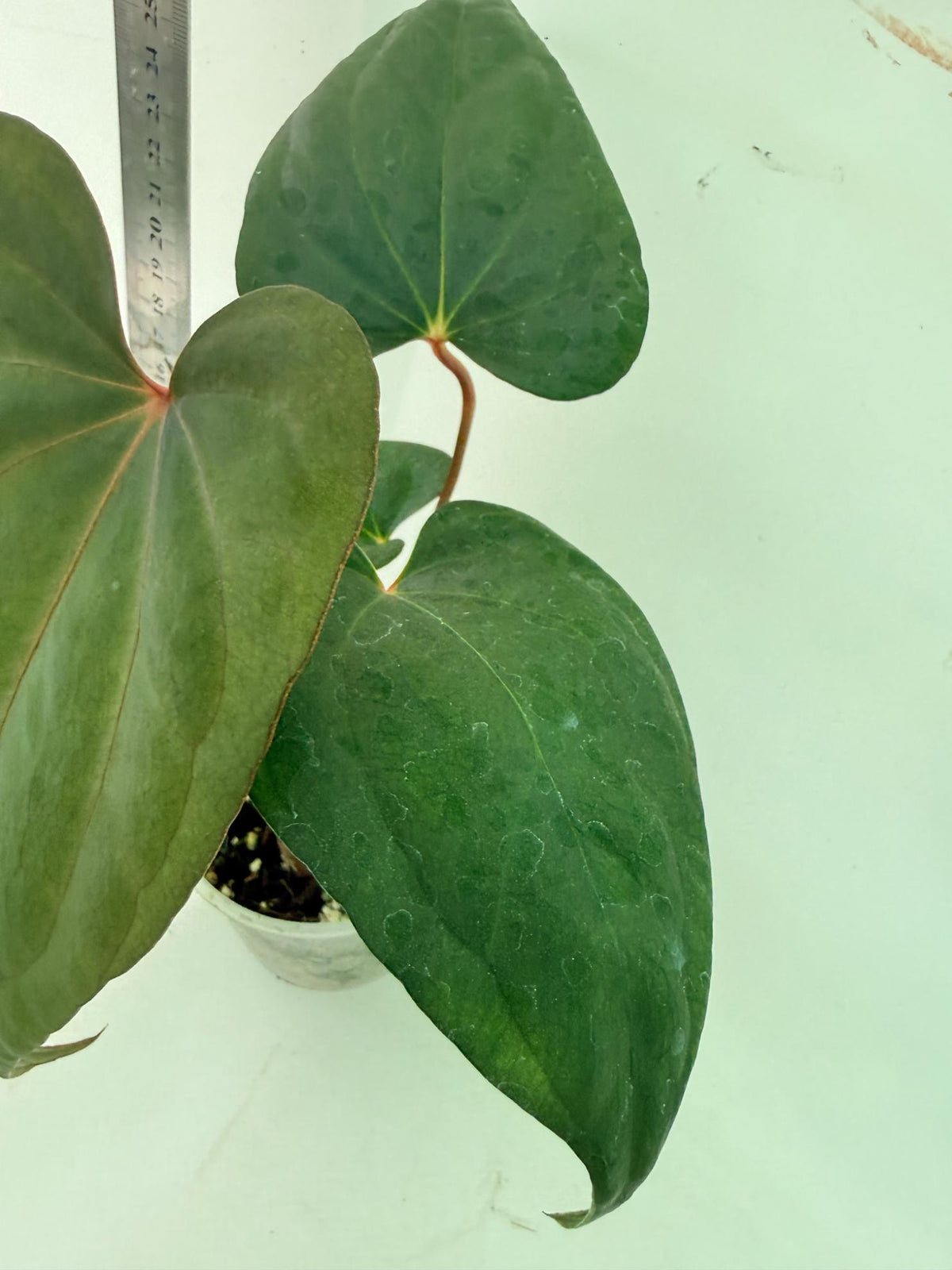 Anthurium Red Vein Dark Phoenix x Red Vein Dark Sweetheart 8