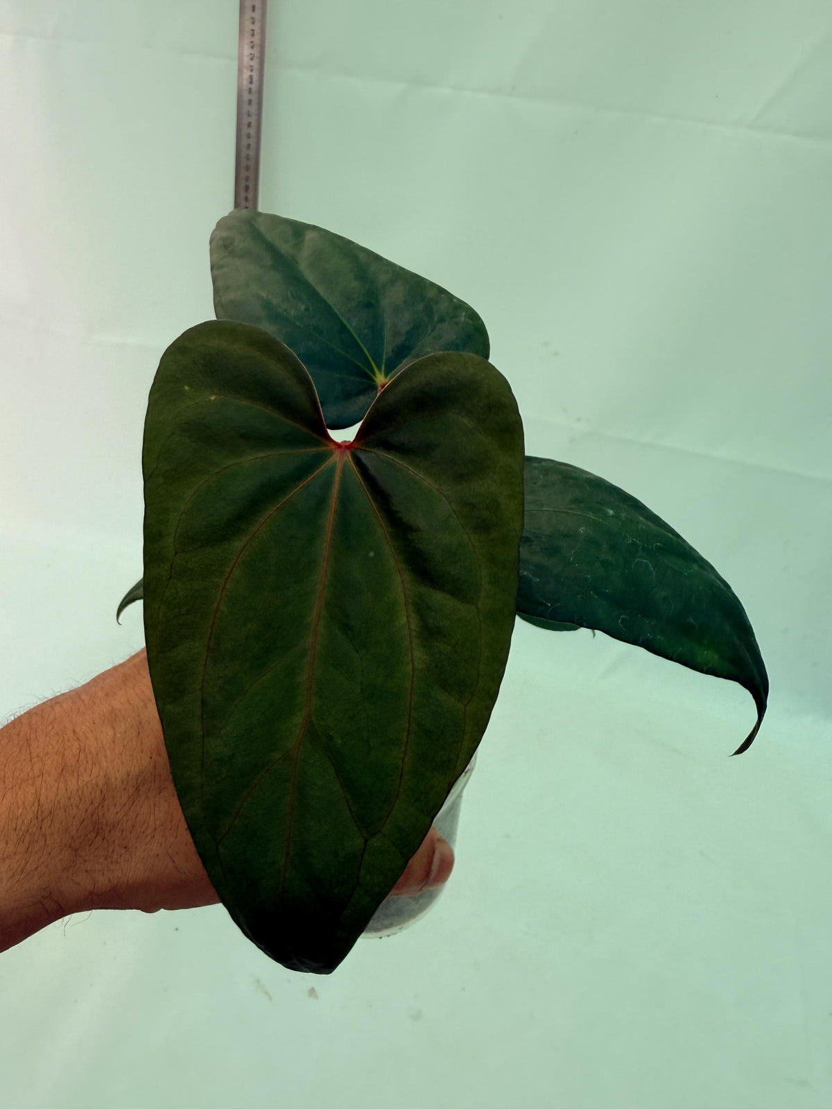 Anthurium Red Vein Dark Phoenix x Red Vein Dark Sweetheart 2