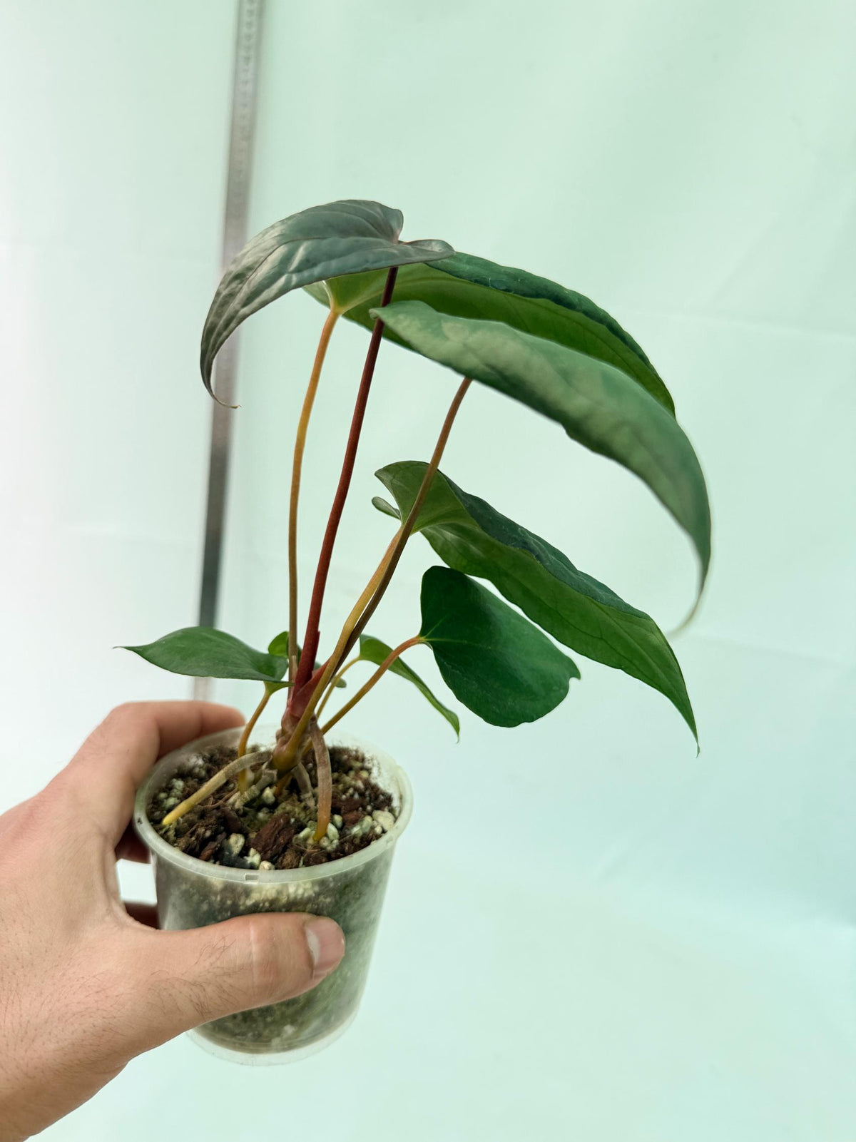 Anthurium Red Vein Dark Phoenix x Red Vein Dark Sweetheart 10