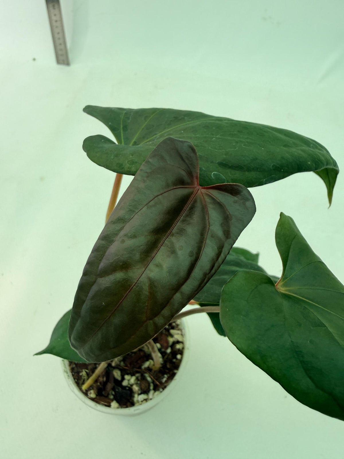 Anthurium Red Vein Dark Phoenix x Red Vein Dark Sweetheart 3