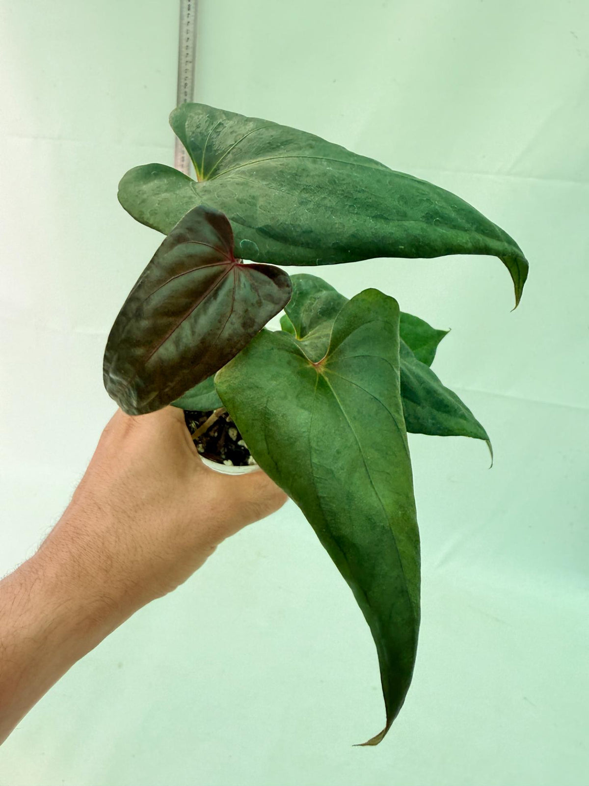 Anthurium Red Vein Dark Phoenix x Red Vein Dark Sweetheart 2